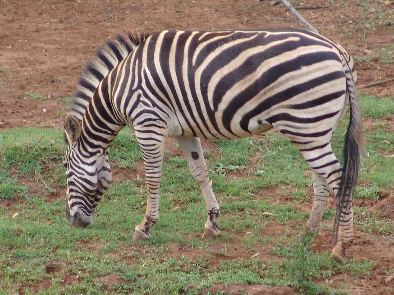 Common or Burchell's Zebra (Equus burchellii)