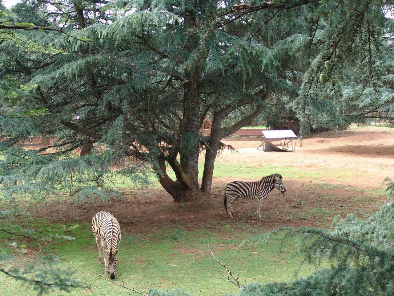 Common or Burchell's Zebra's (Equus quagga) exhibit