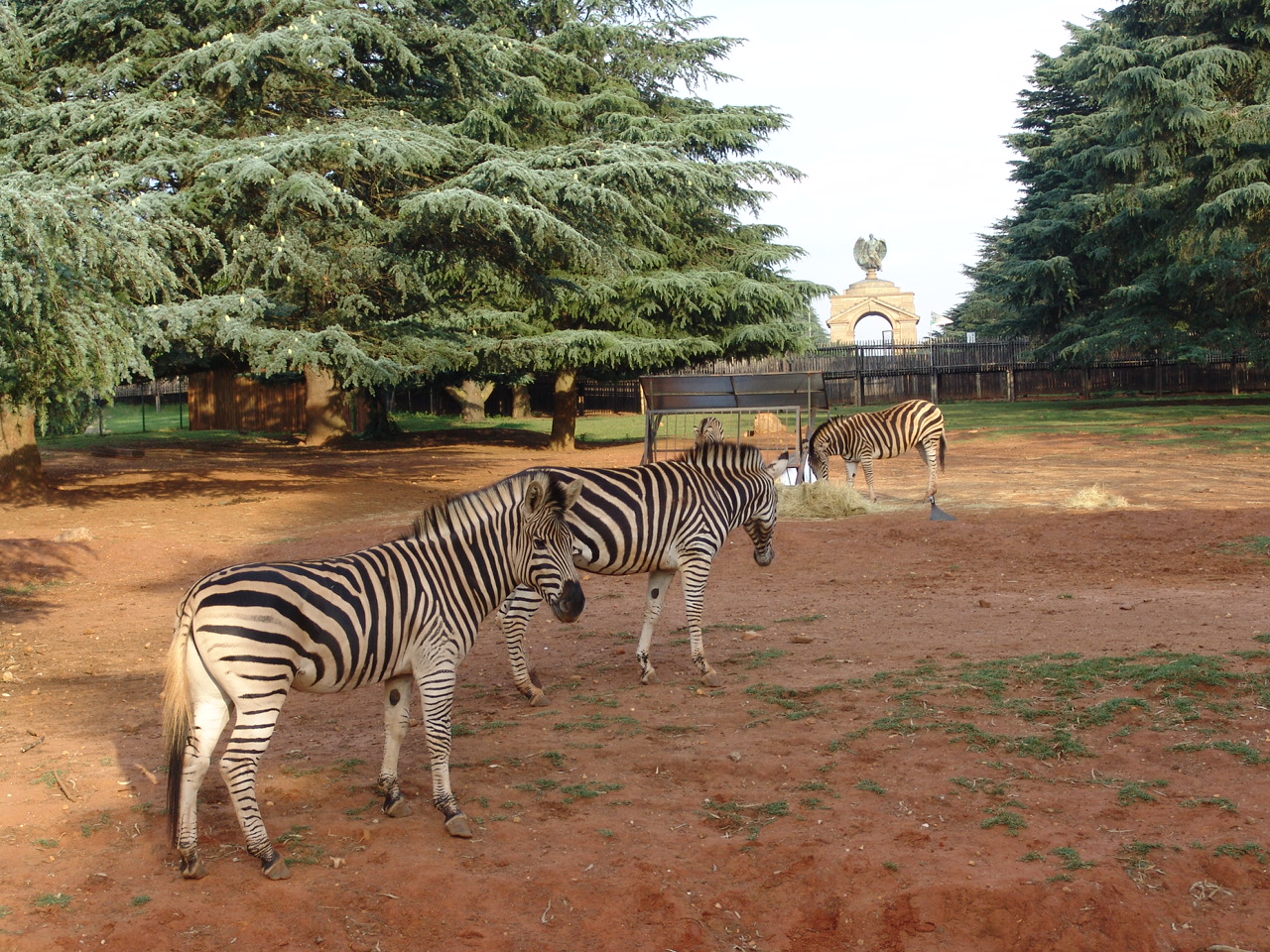 Common or Burchell's Zebras (Equus quagga or Equus burchelli)