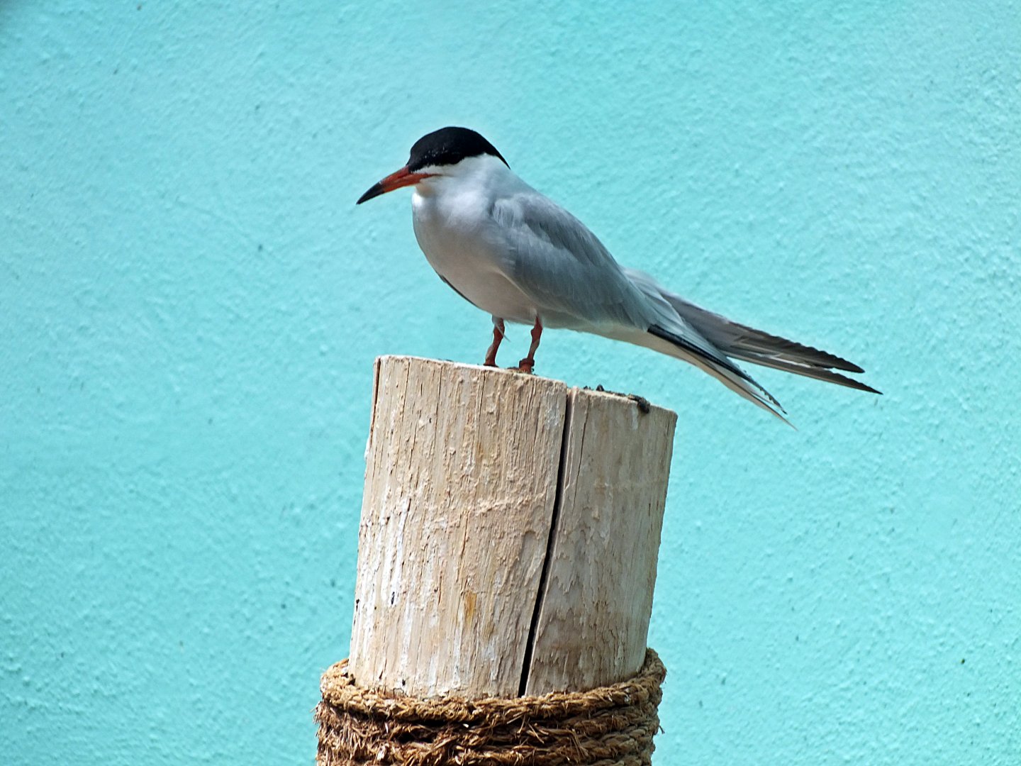 Common or Forster's tern