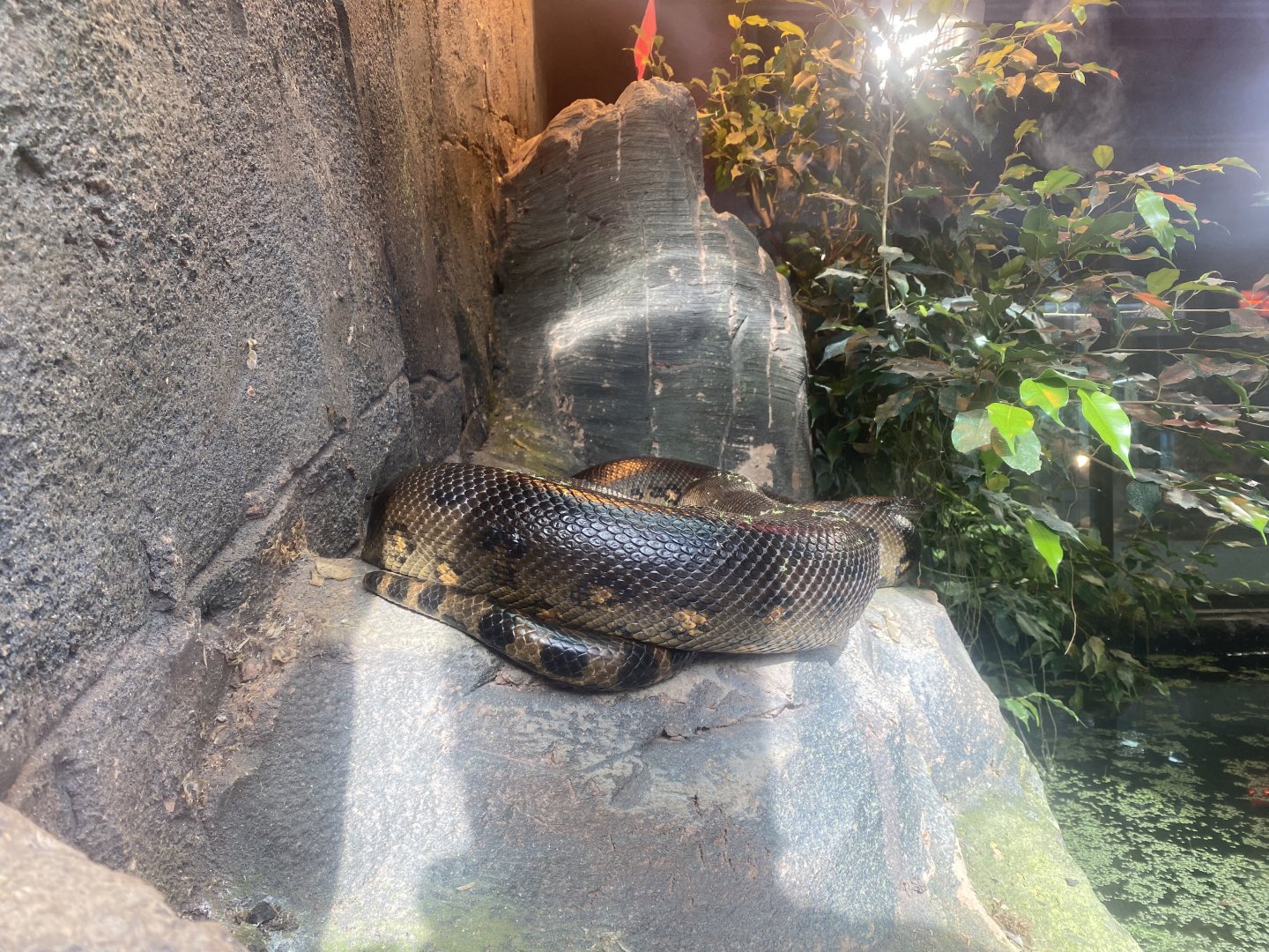 Common (or Green) anaconda 040324