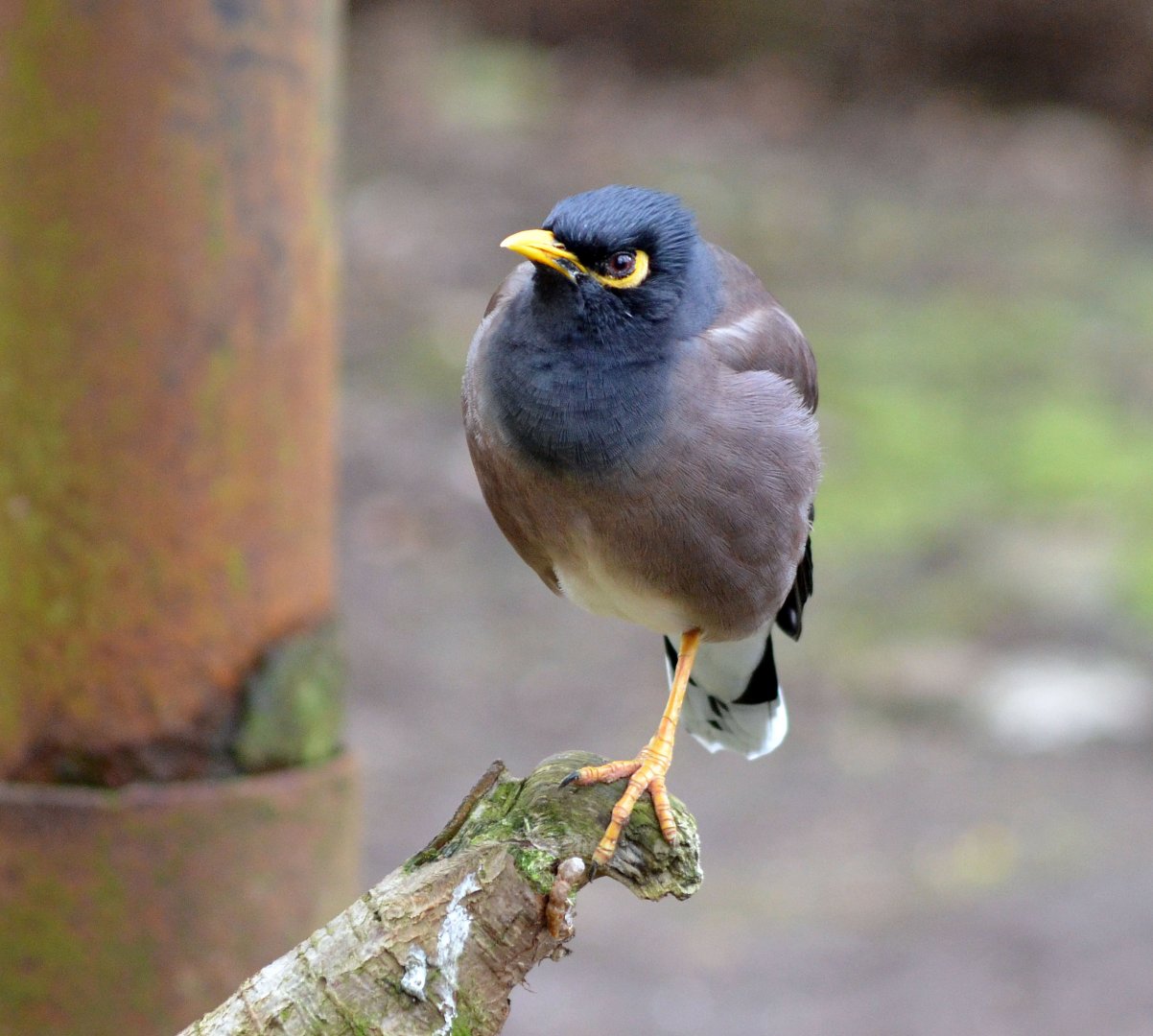 COMMON OR INDIAN MYNA - TROPICAL BIRDLAND 23 02 2018
