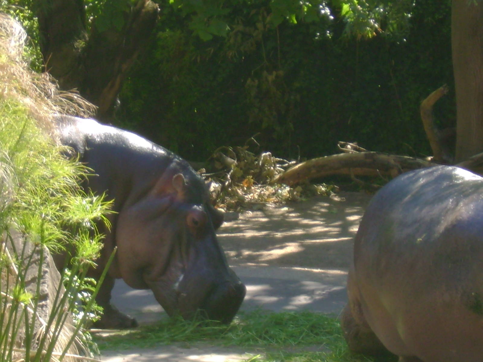 Common or Nile Hippopotamuses
