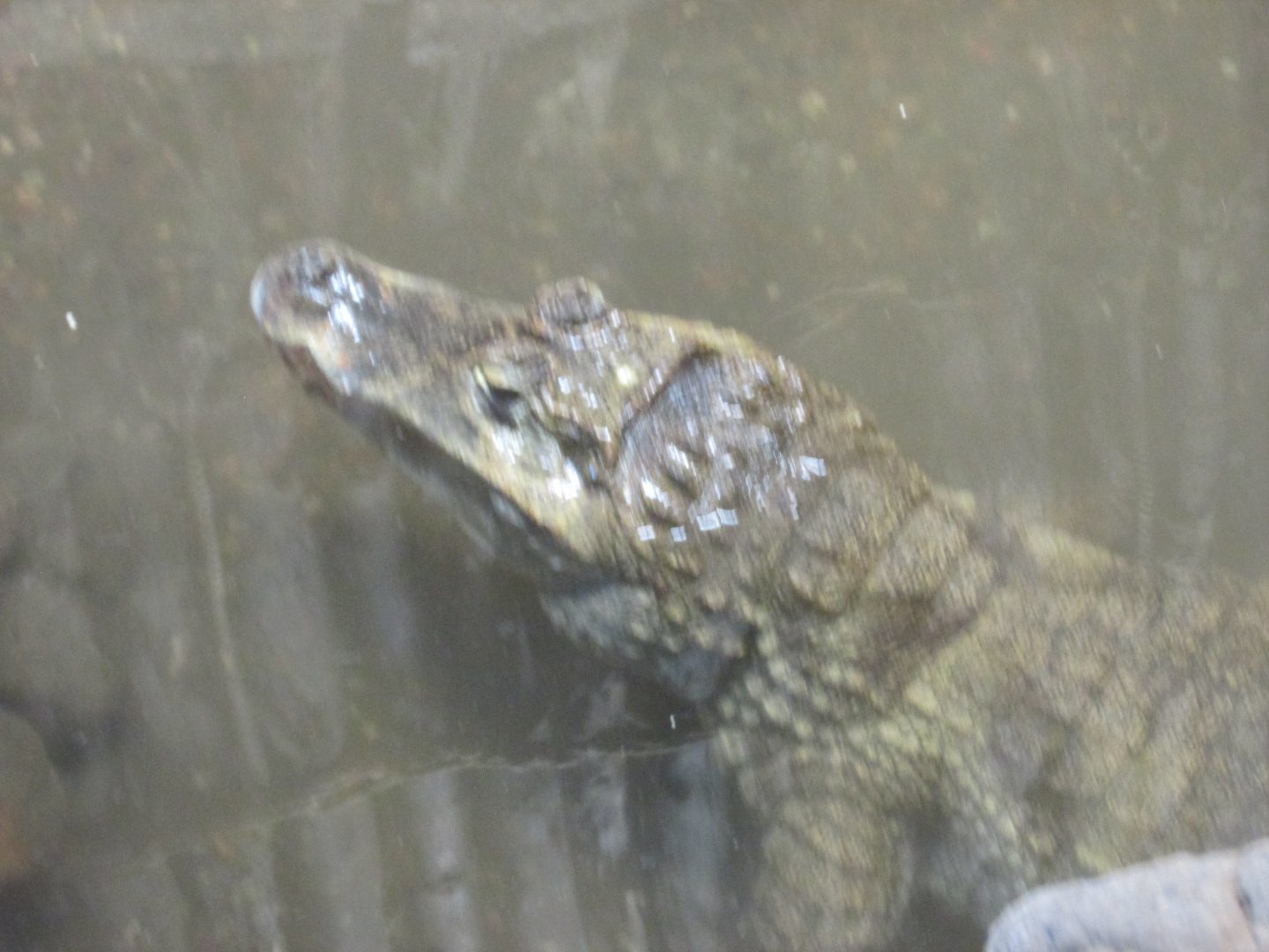common or spectacled caiman Buin zoo