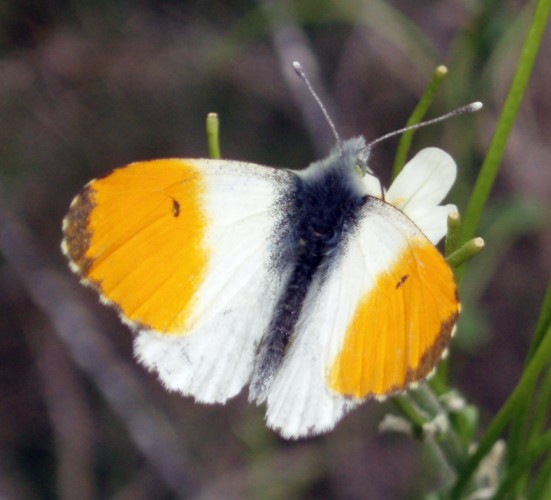 Common Orange Tip (Anthocharis cardamines)
