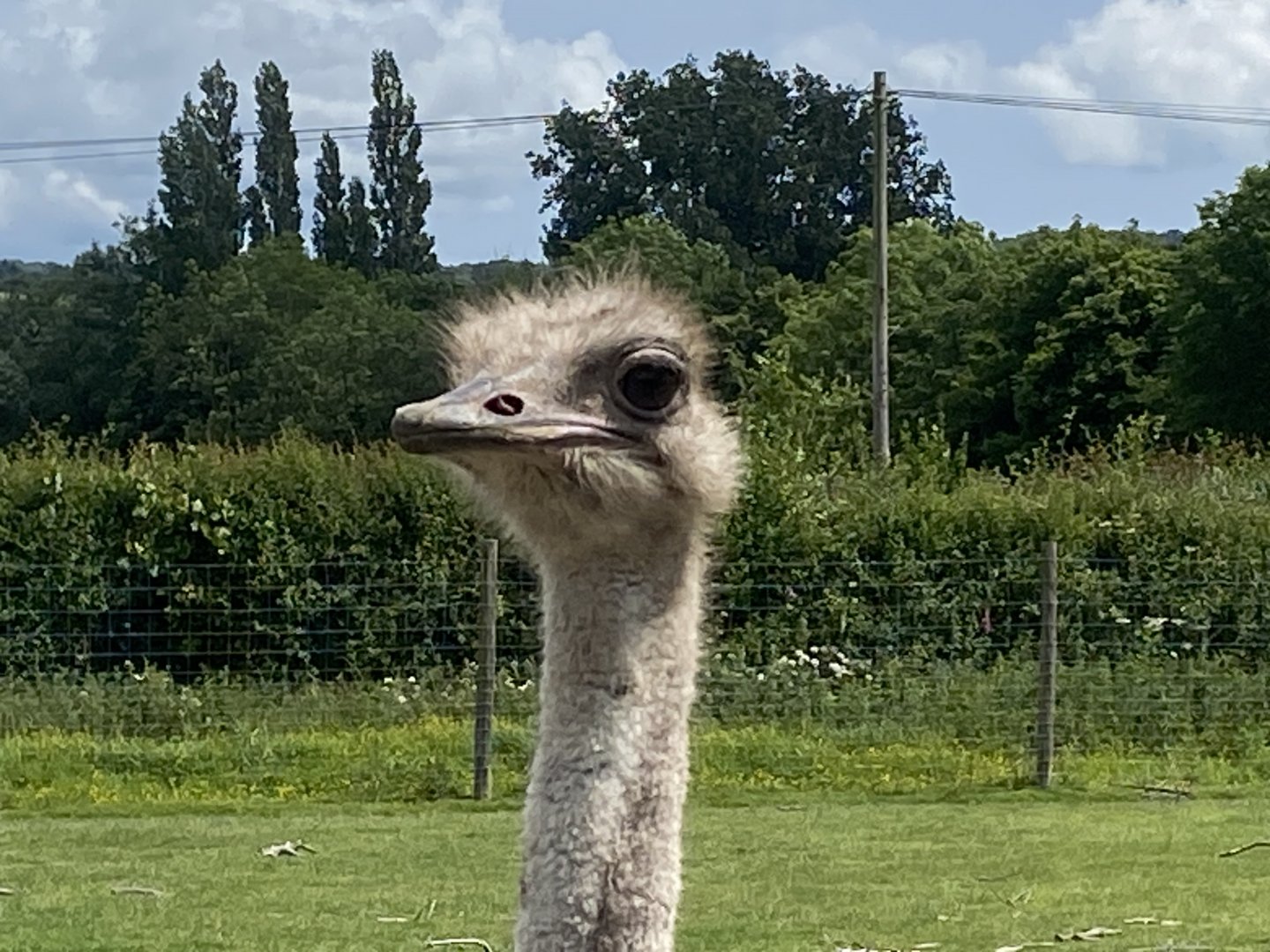 Common ostrich 060625