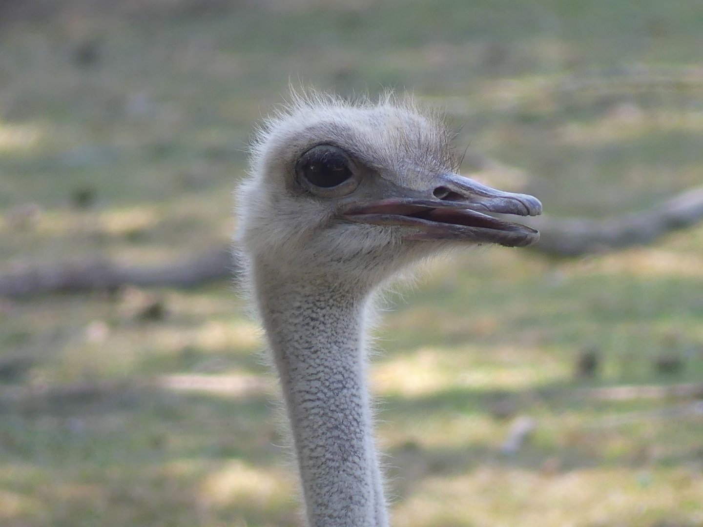 Common Ostrich - 11.07.25