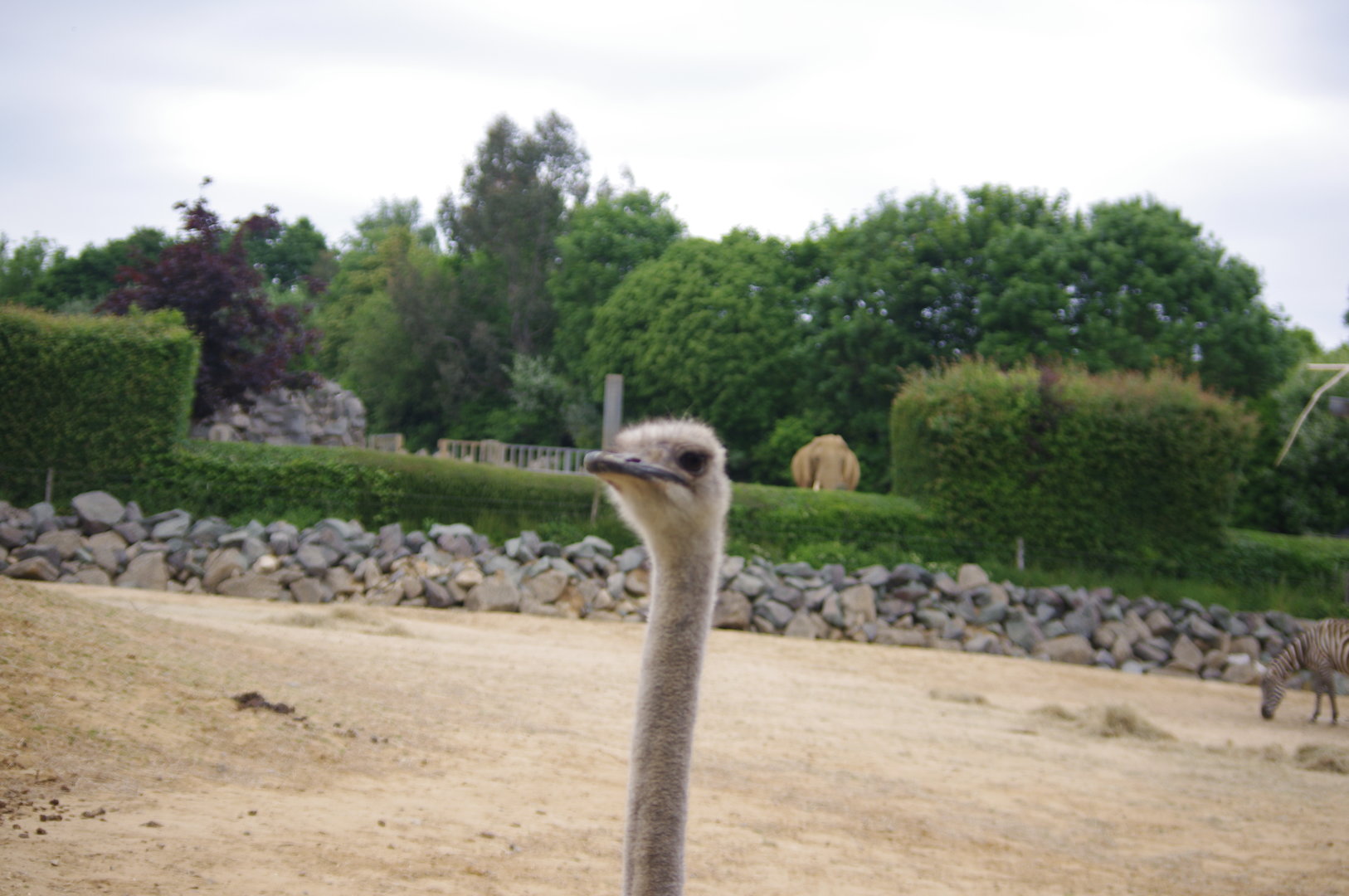 Common Ostrich- 2/6/2023