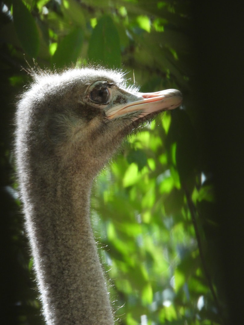 Common Ostrich- 7th August 2023