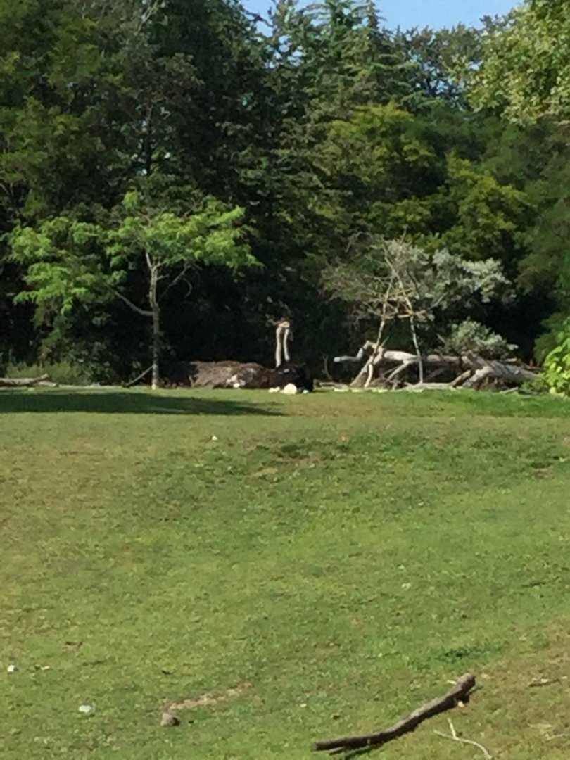 Common Ostrich 8/3/19