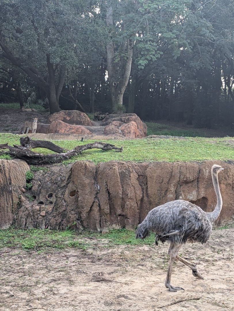 Common Ostrich and Cheetah - Kilimanjaro Safari