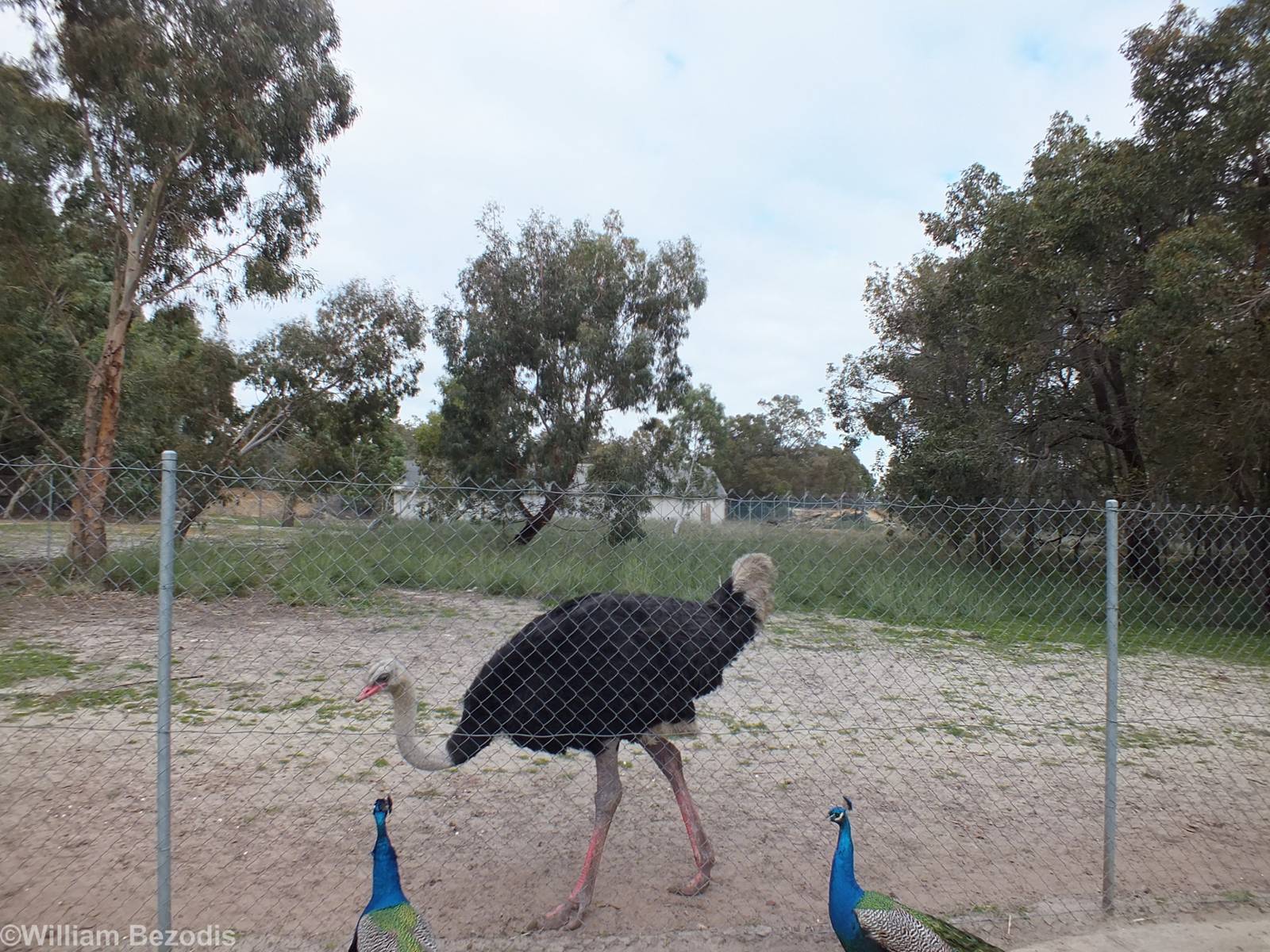 Common Ostrich and Peacocks - Cohunu Koala Park
