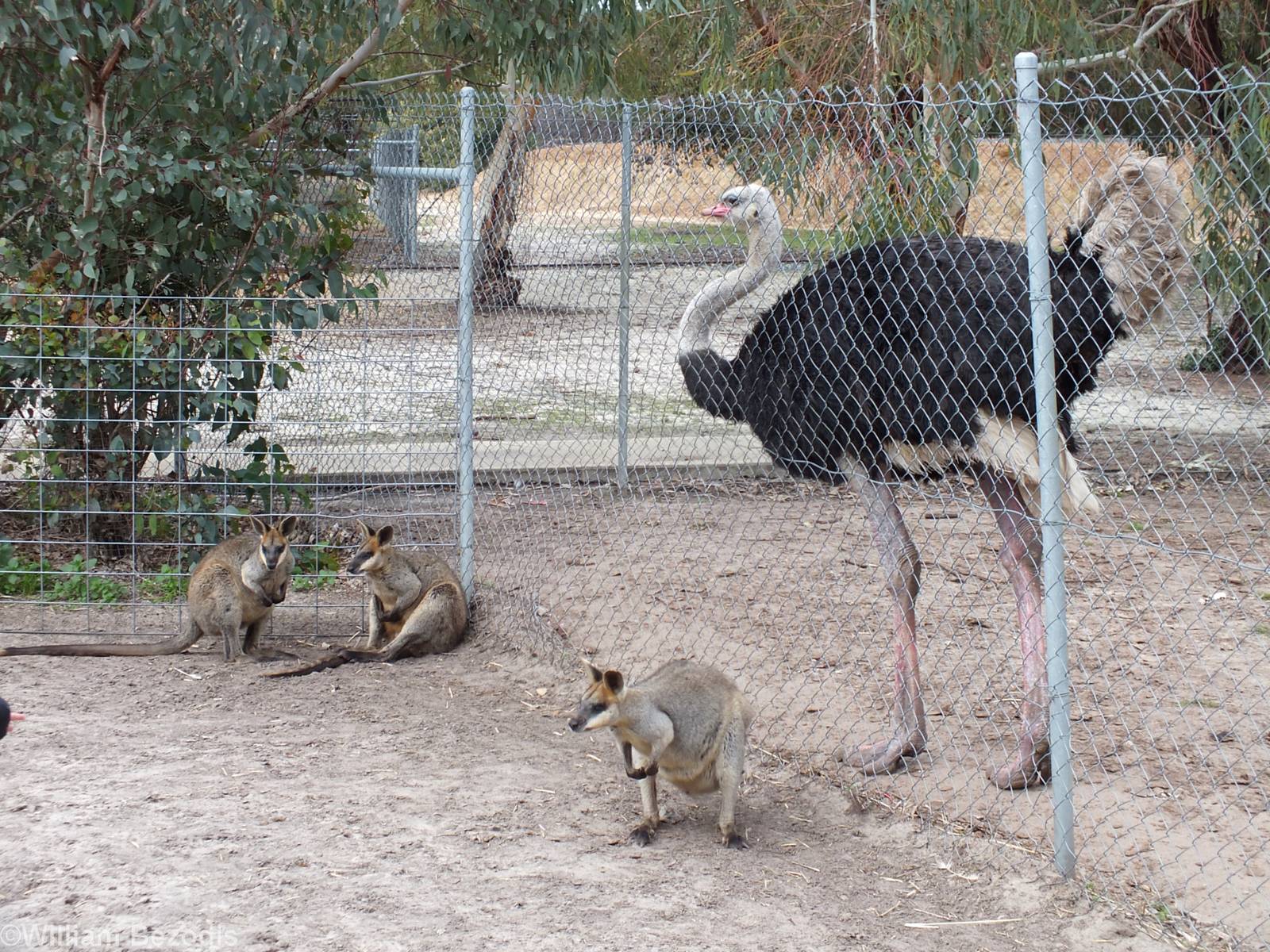 Common Ostrich and Swamp Wallabies - Cohunu Koala Park