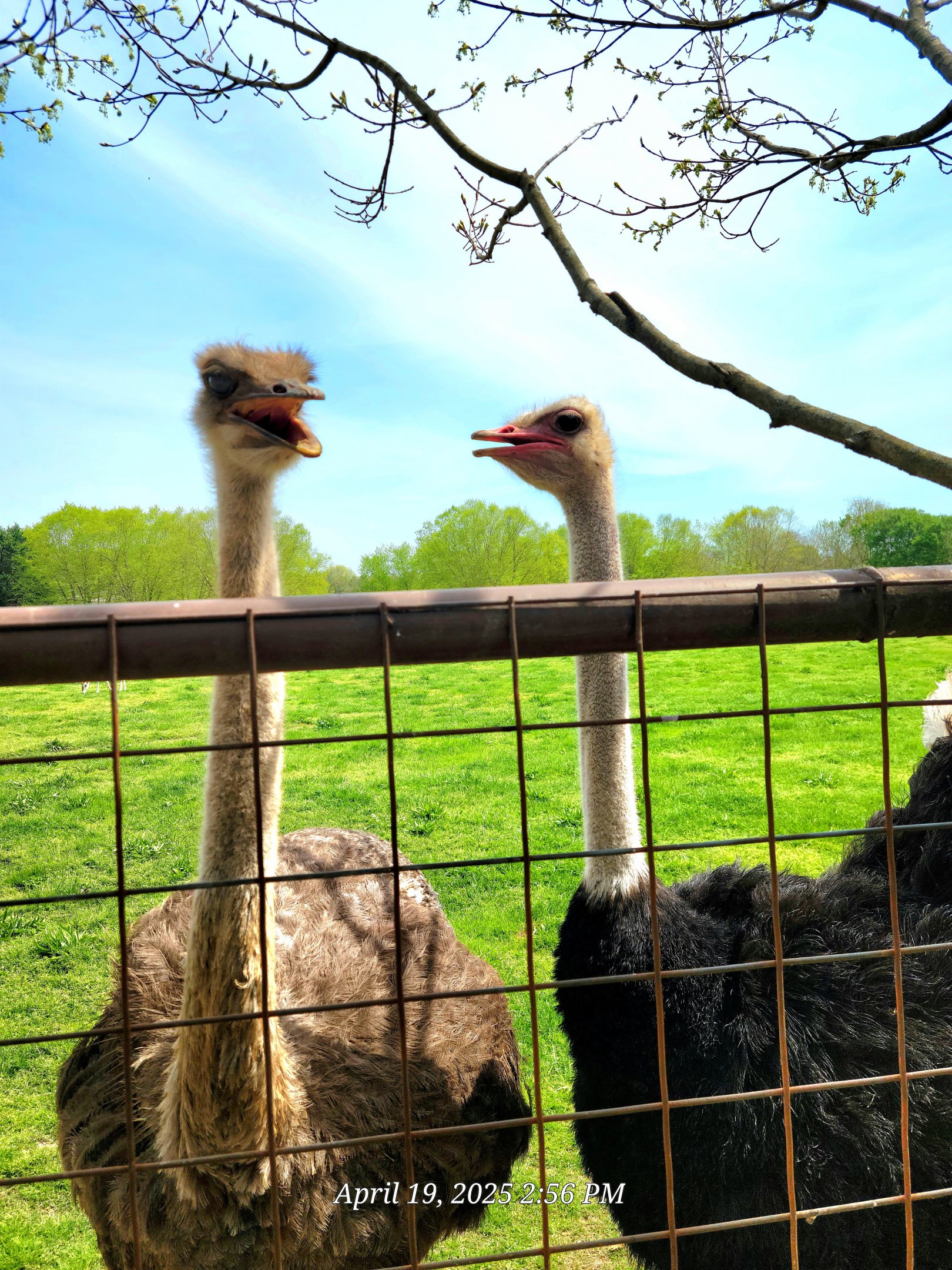 Common Ostrich-April 2025