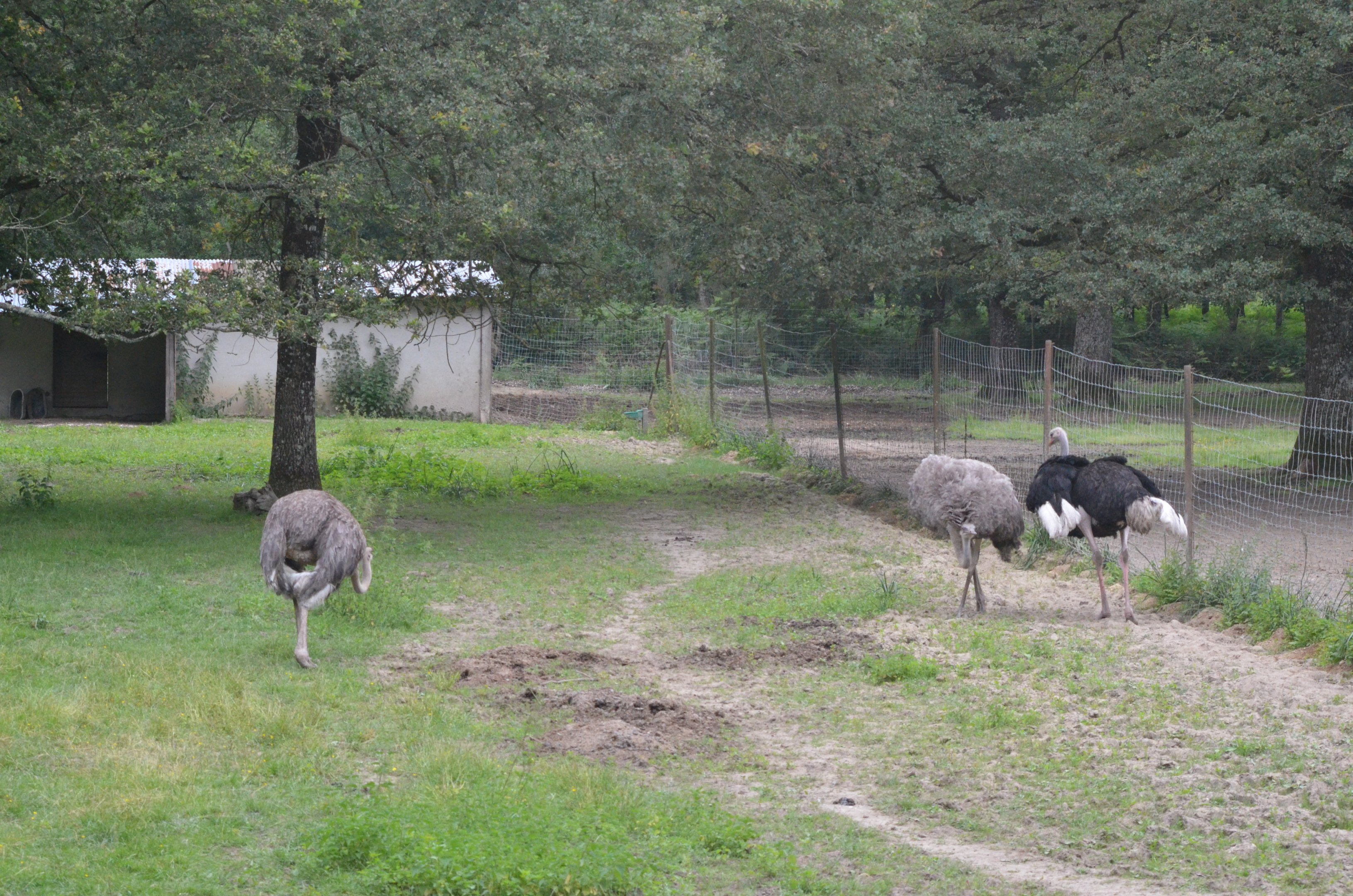 Common Ostrich at Haute-Touche, 14/06/18