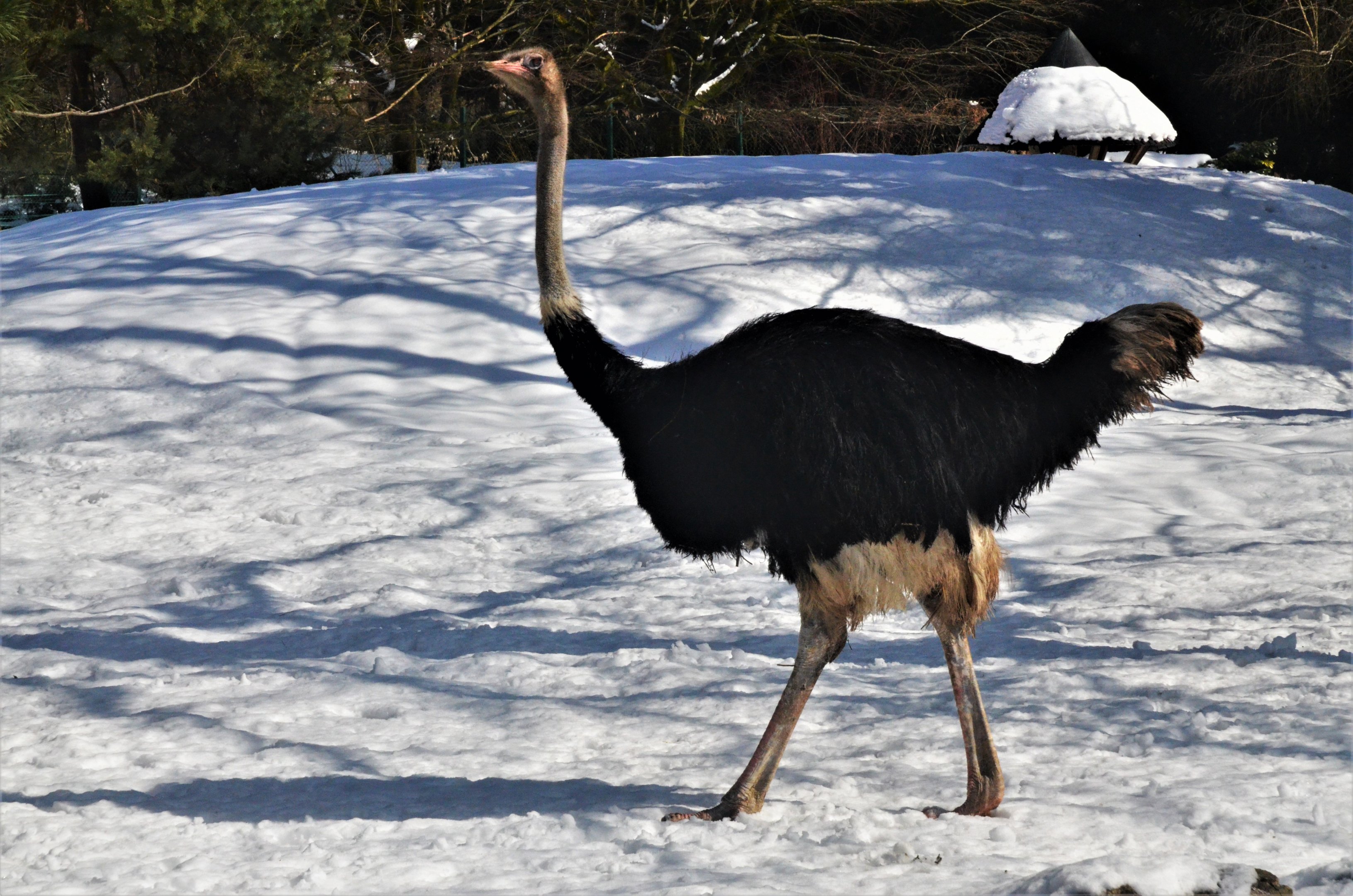 Common Ostrich at Ljubljana Zoo, 07/03/18