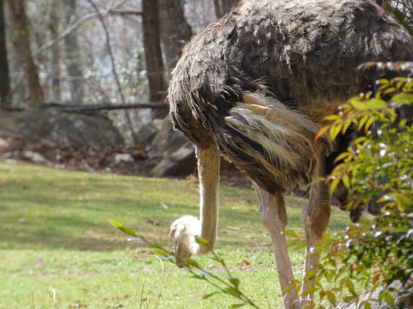 Common Ostrich at the North Carolina Zoo