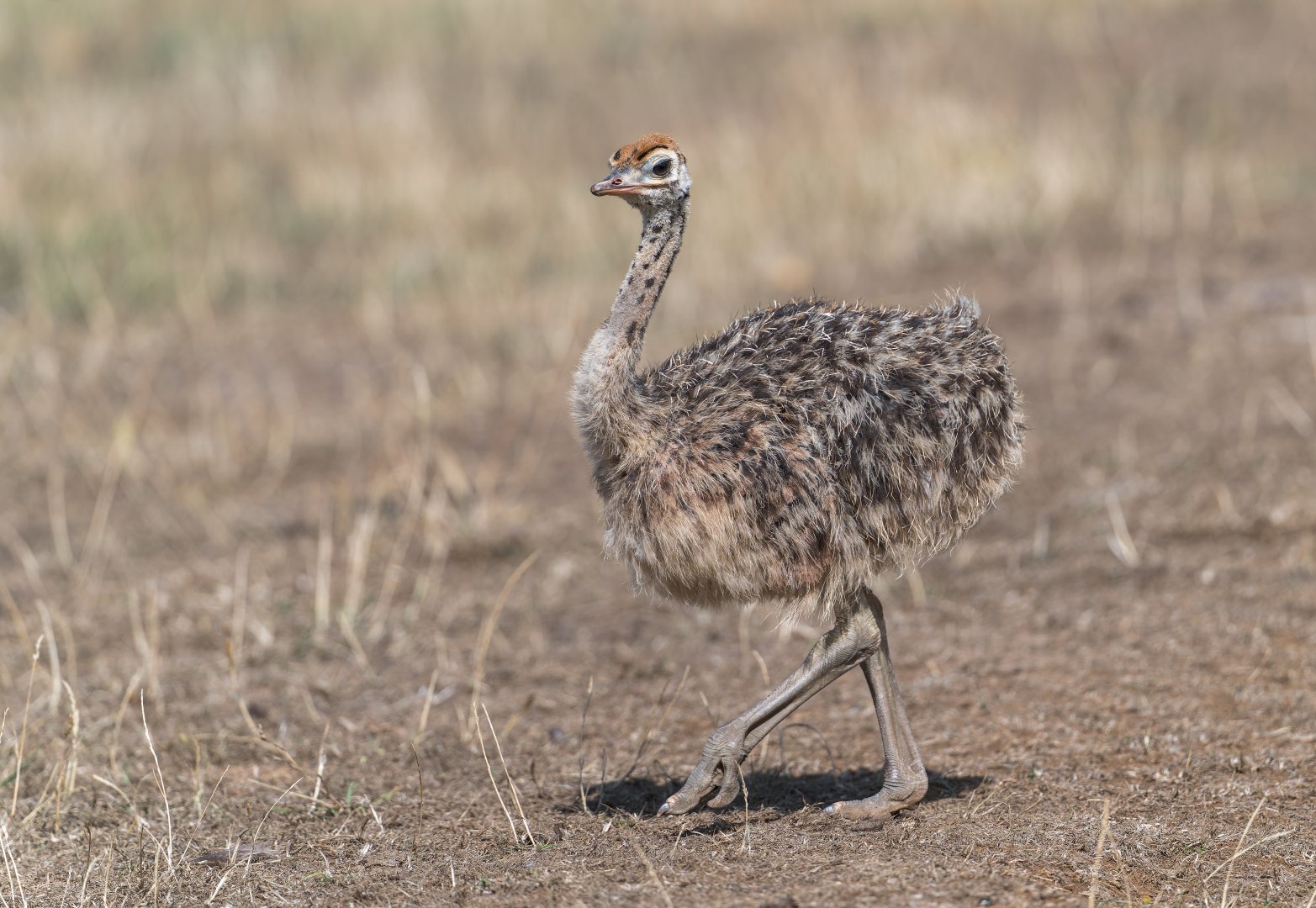 Common Ostrich chick, CWP, UK