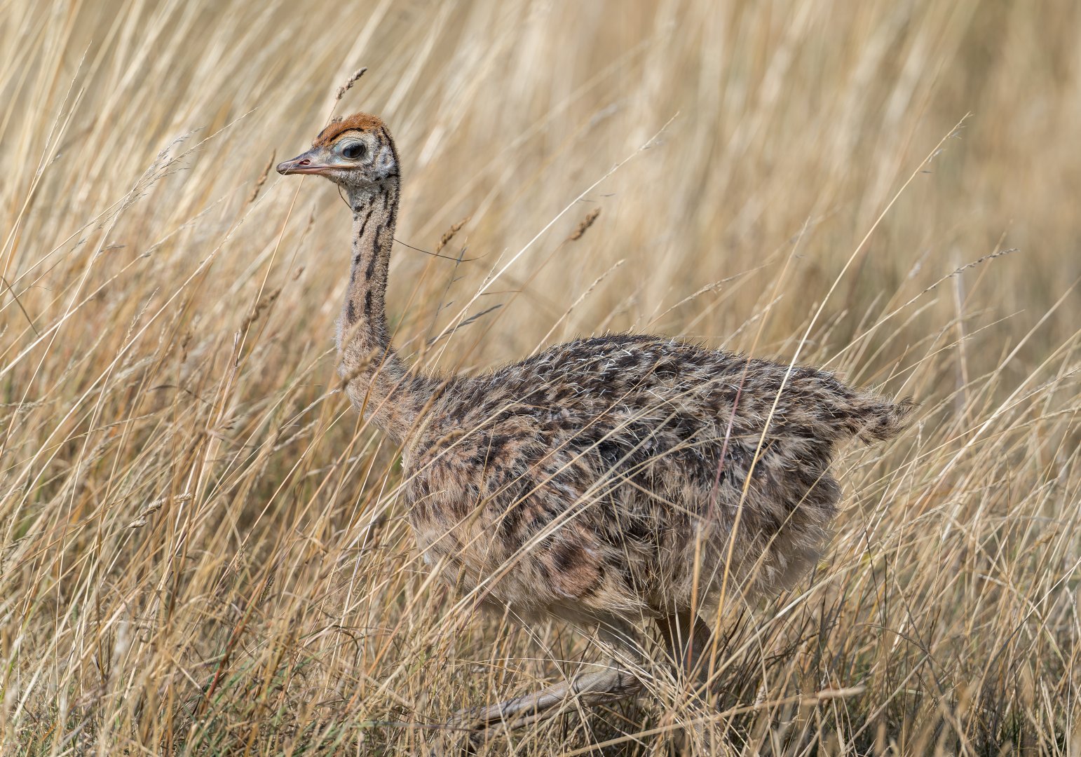 Common Ostrich chick, CWP, UK