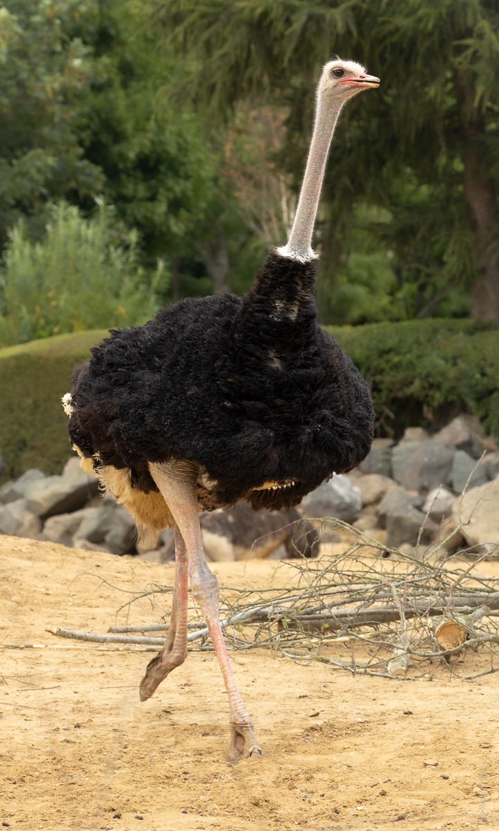 Common ostrich : Colchester Zoo : 17 Jul 2025
