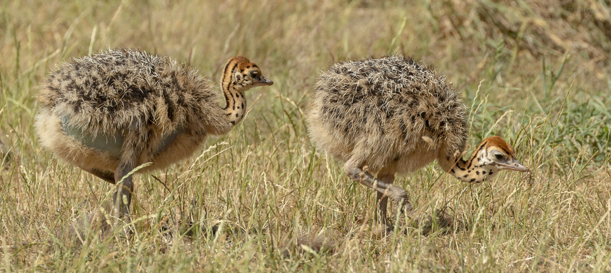 Common ostrich : Cotswold WP : 04 Jul 2025