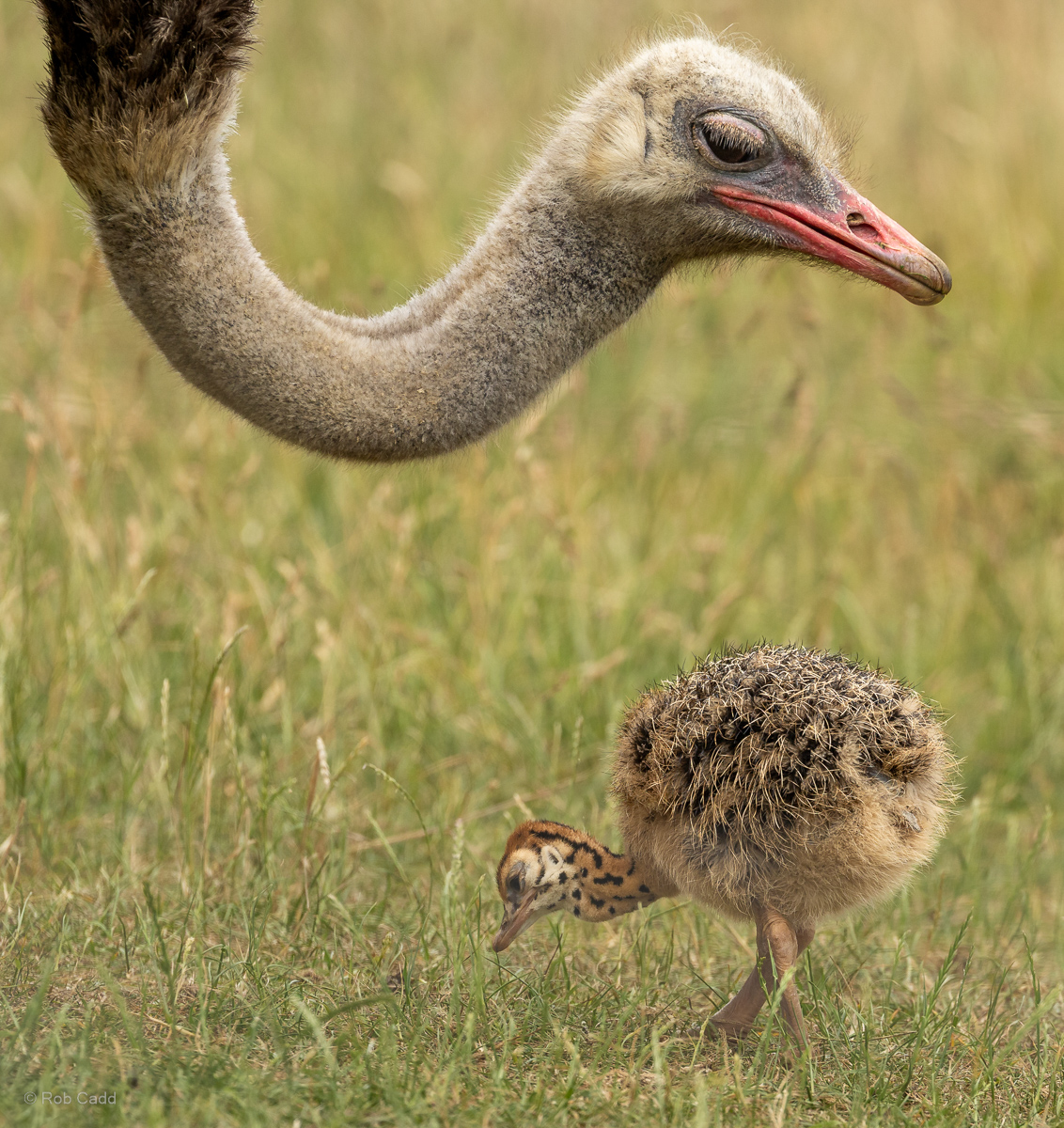 Common ostrich : Cotswold WP : 20 Jun 2025