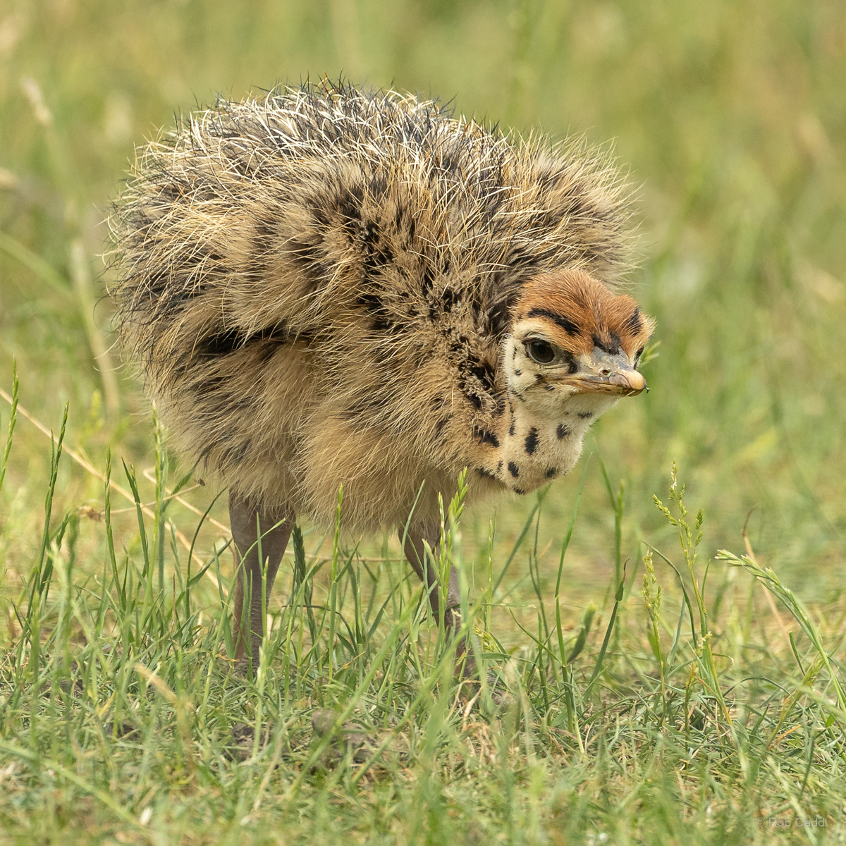 Common ostrich : Cotswold WP : 20 Jun 2025