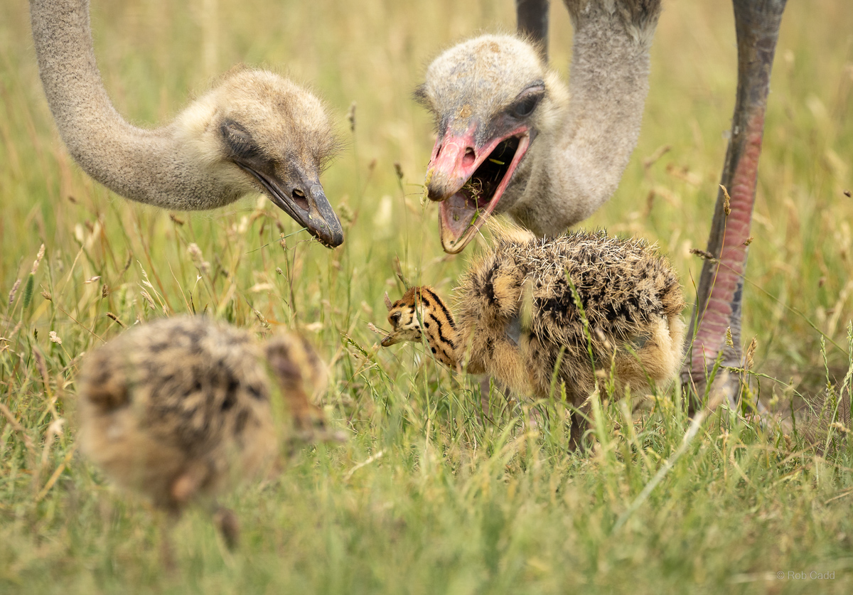 Common ostrich : Cotswold WP : 20 Jun 2025