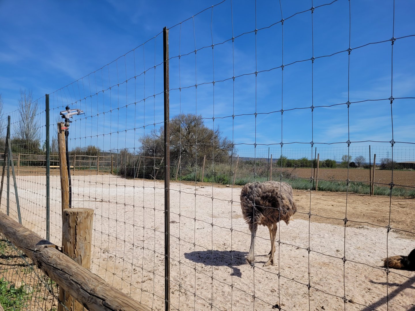 Common ostrich exhibit -Tierra Rapaz (2024)