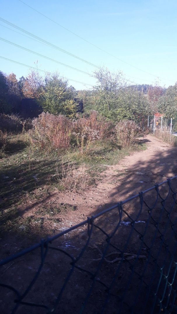 Common ostrich exhibit