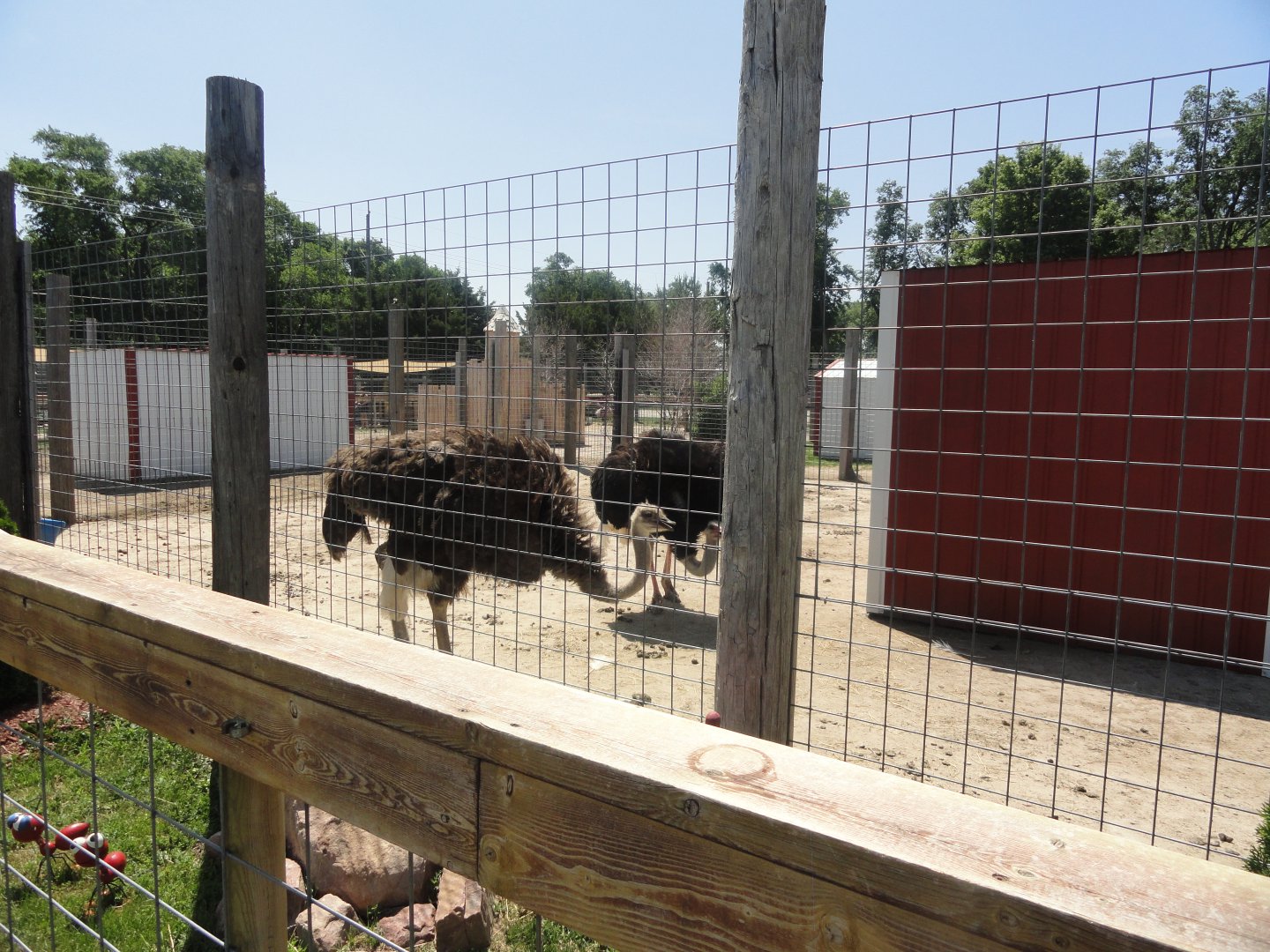 Common Ostrich Exhibit