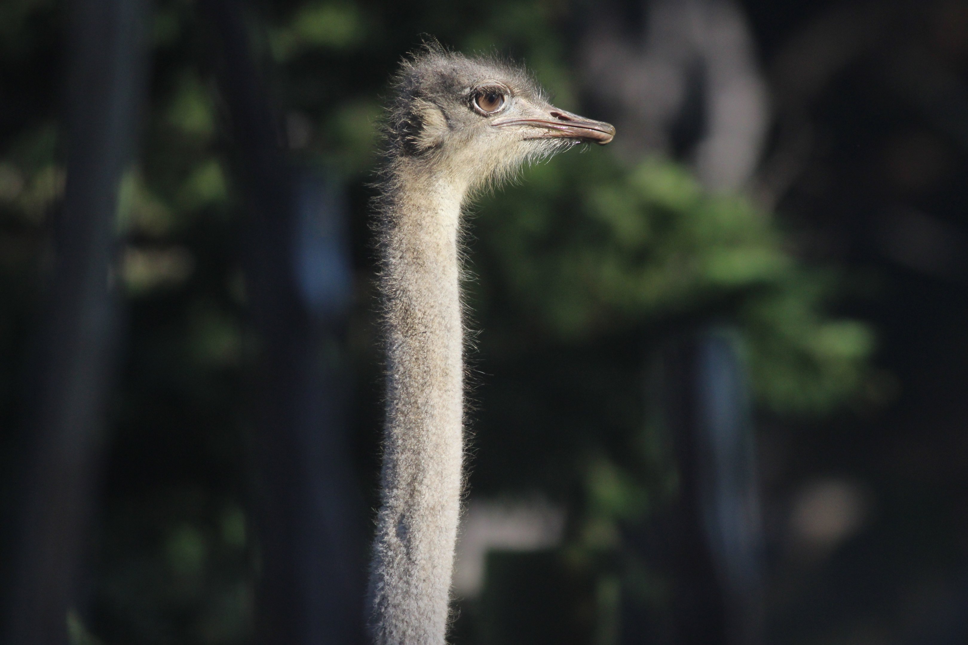Common Ostrich female