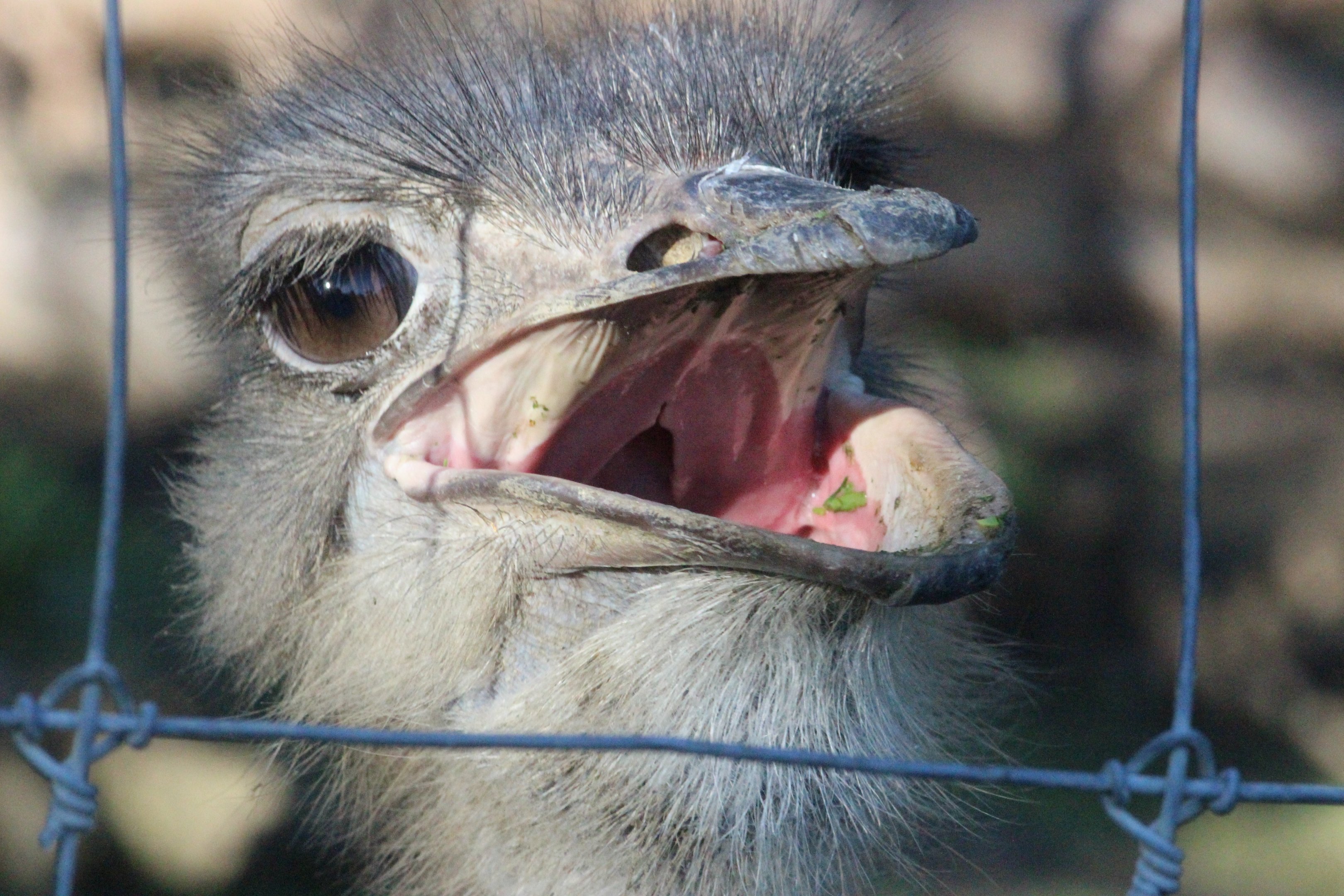 Common Ostrich female