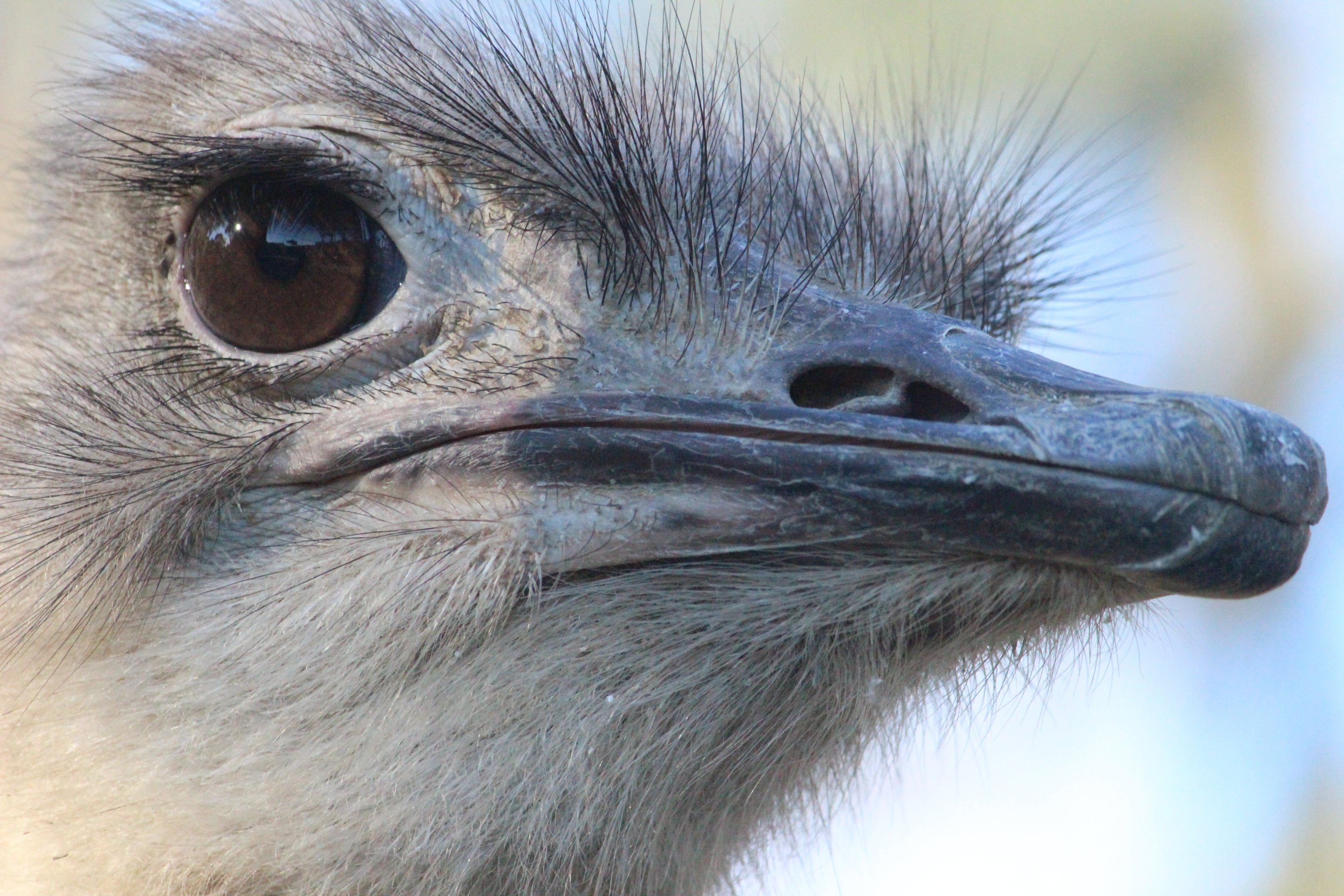 Common Ostrich female