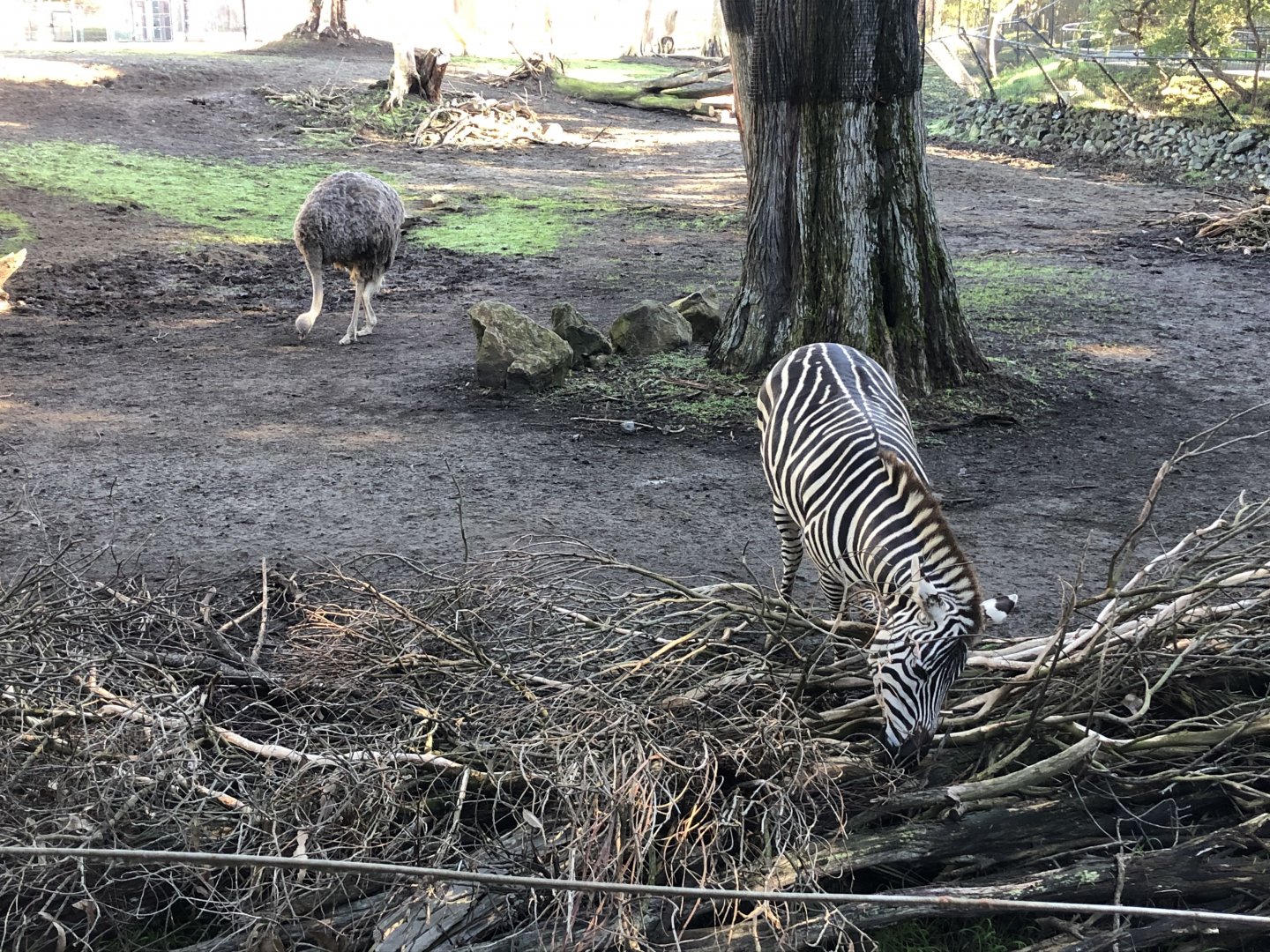 Common ostrich/Grant's zebra