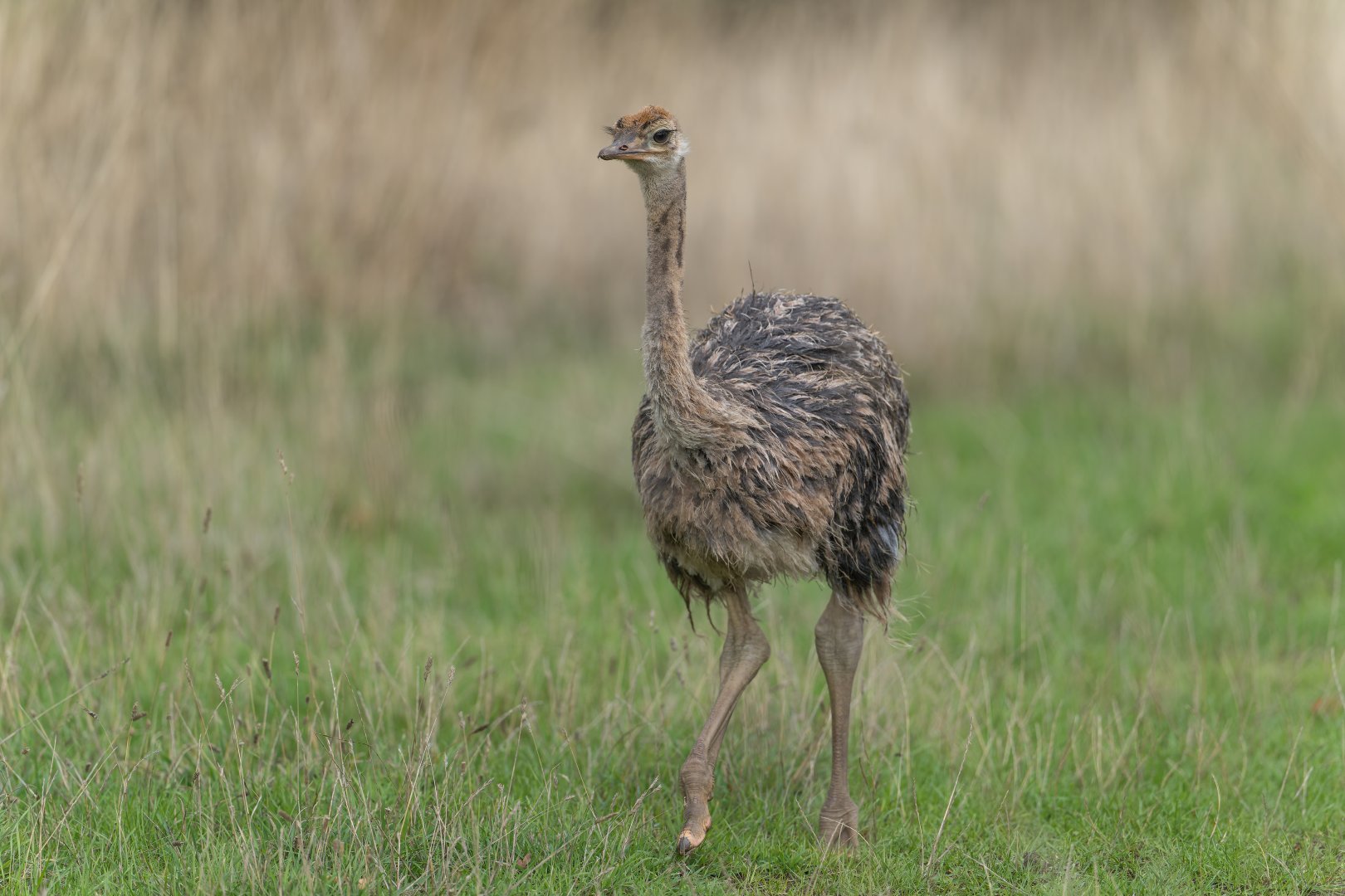 Common Ostrich juvenile, CWP, UK