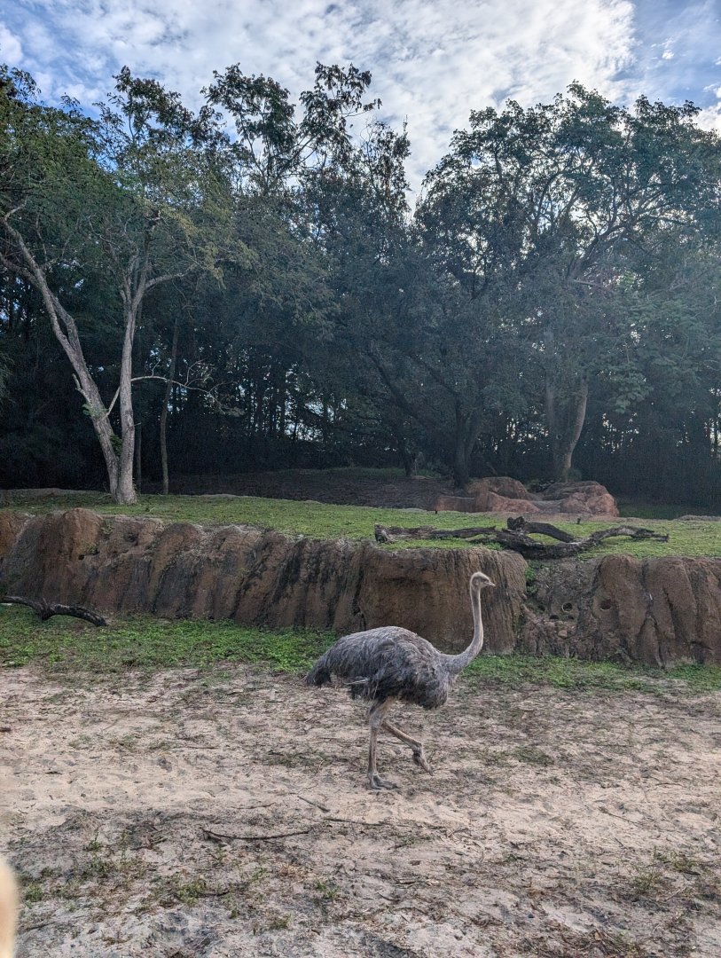 Common Ostrich - Kilimanjaro Safari