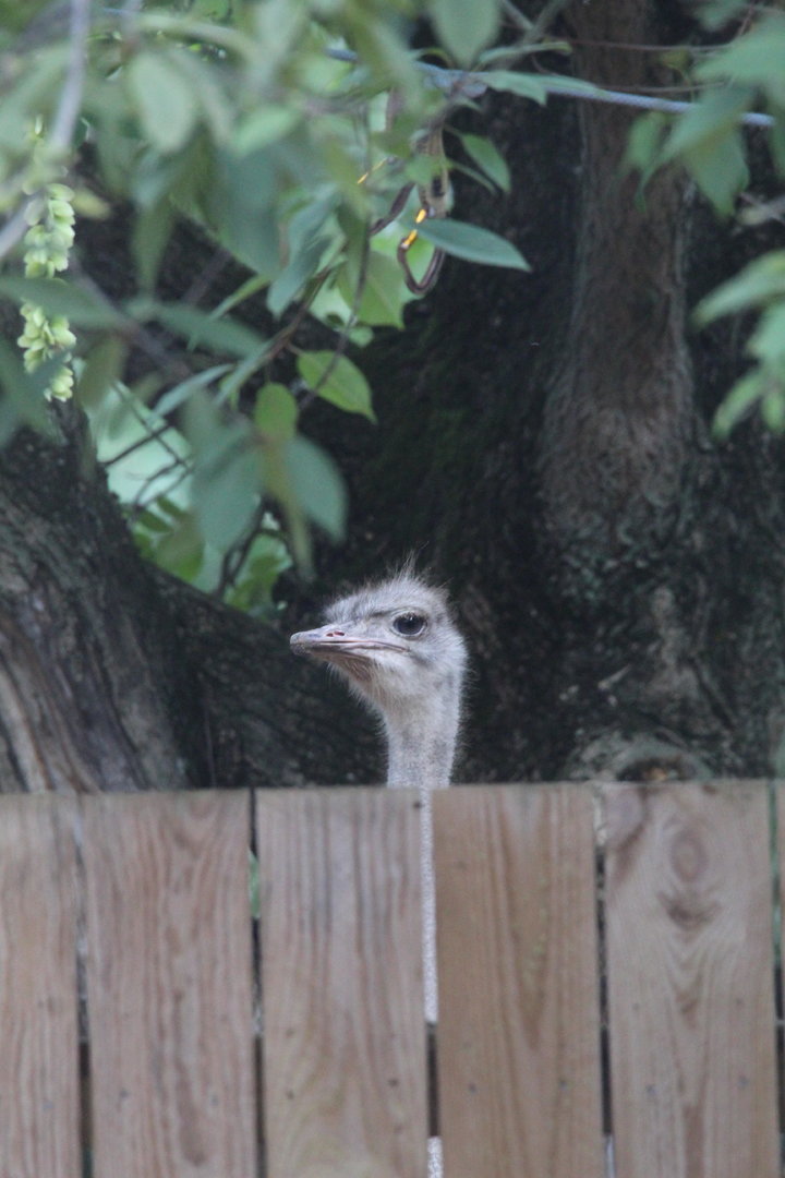 Common Ostrich looking at the Zebra over the fence- 7th August 2023