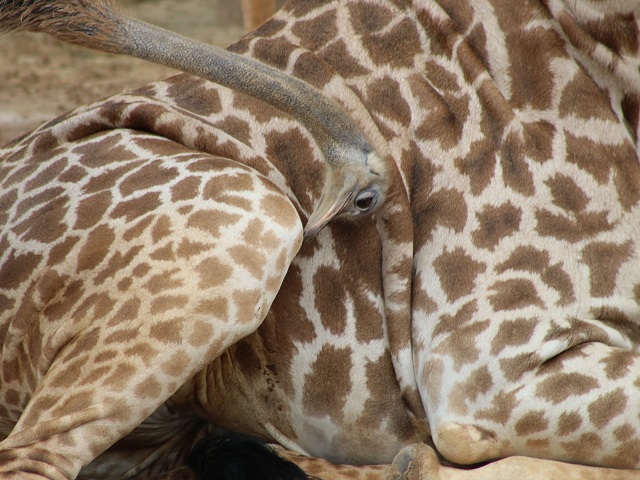Common Ostrich & Masai Giraffe