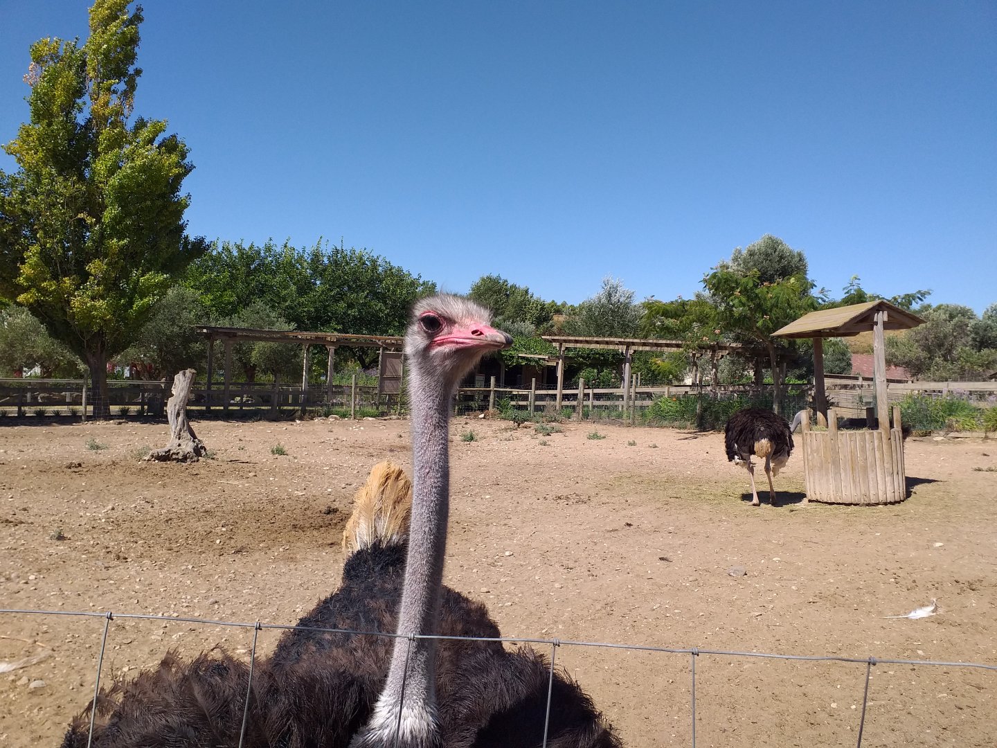 Common ostrich -Sendaviva (2020)