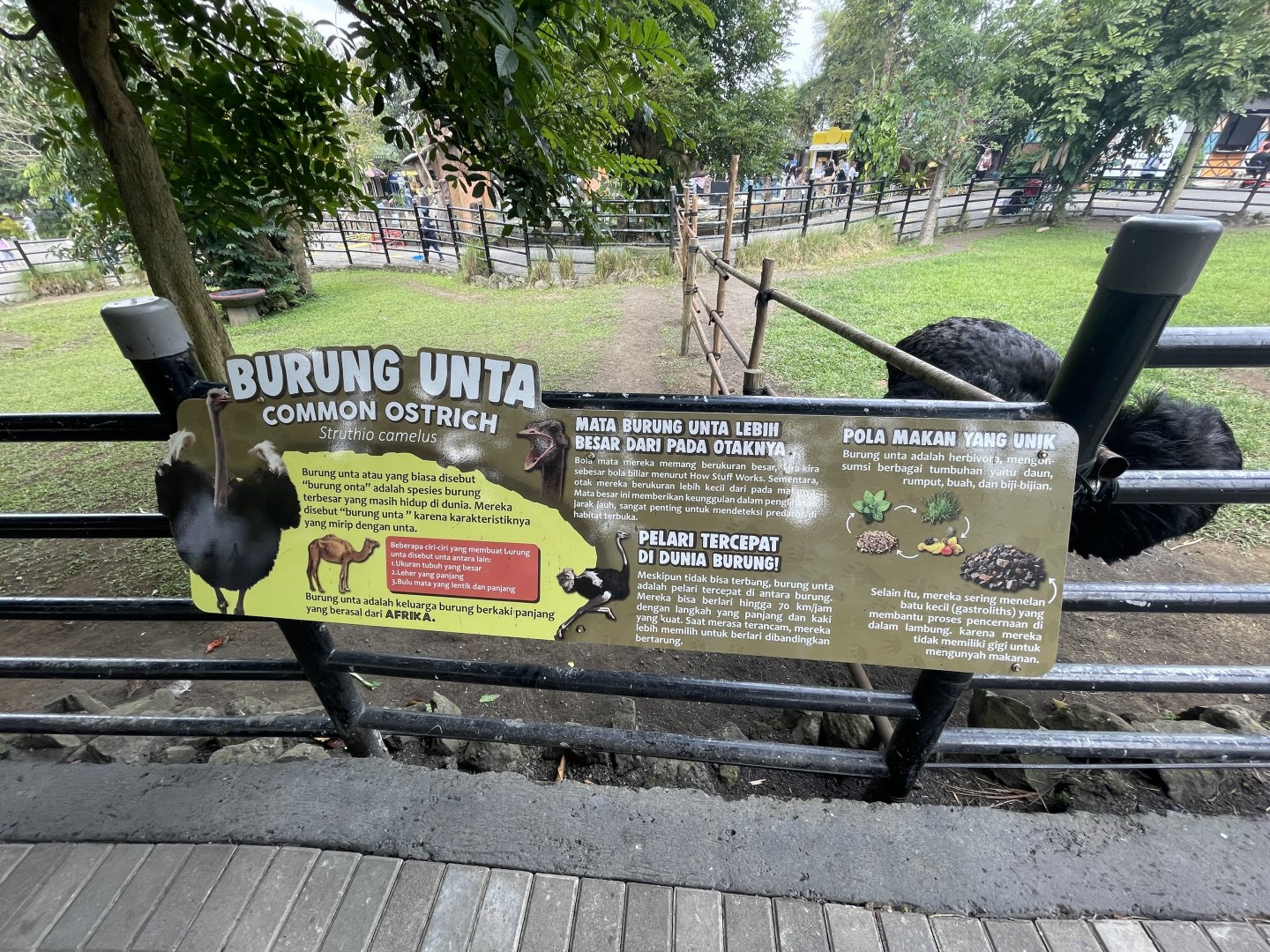 common ostrich signage (1)