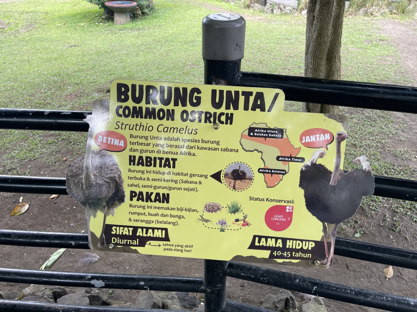 common ostrich signage (2)