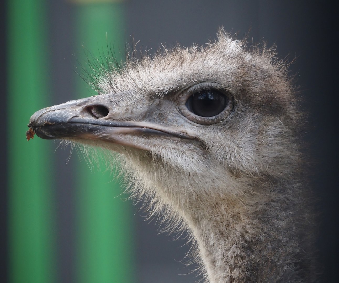 Common ostrich (Struthio camelus), 2025-11-30