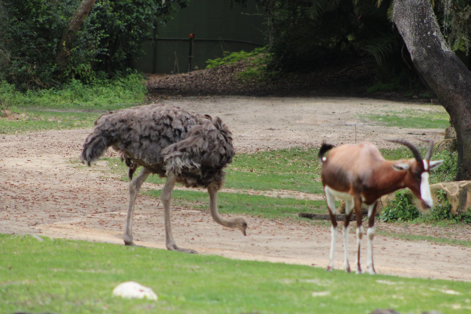 Common Ostrich (Struthio camelus) and Bontebok (Damaliscus p. pygargus)