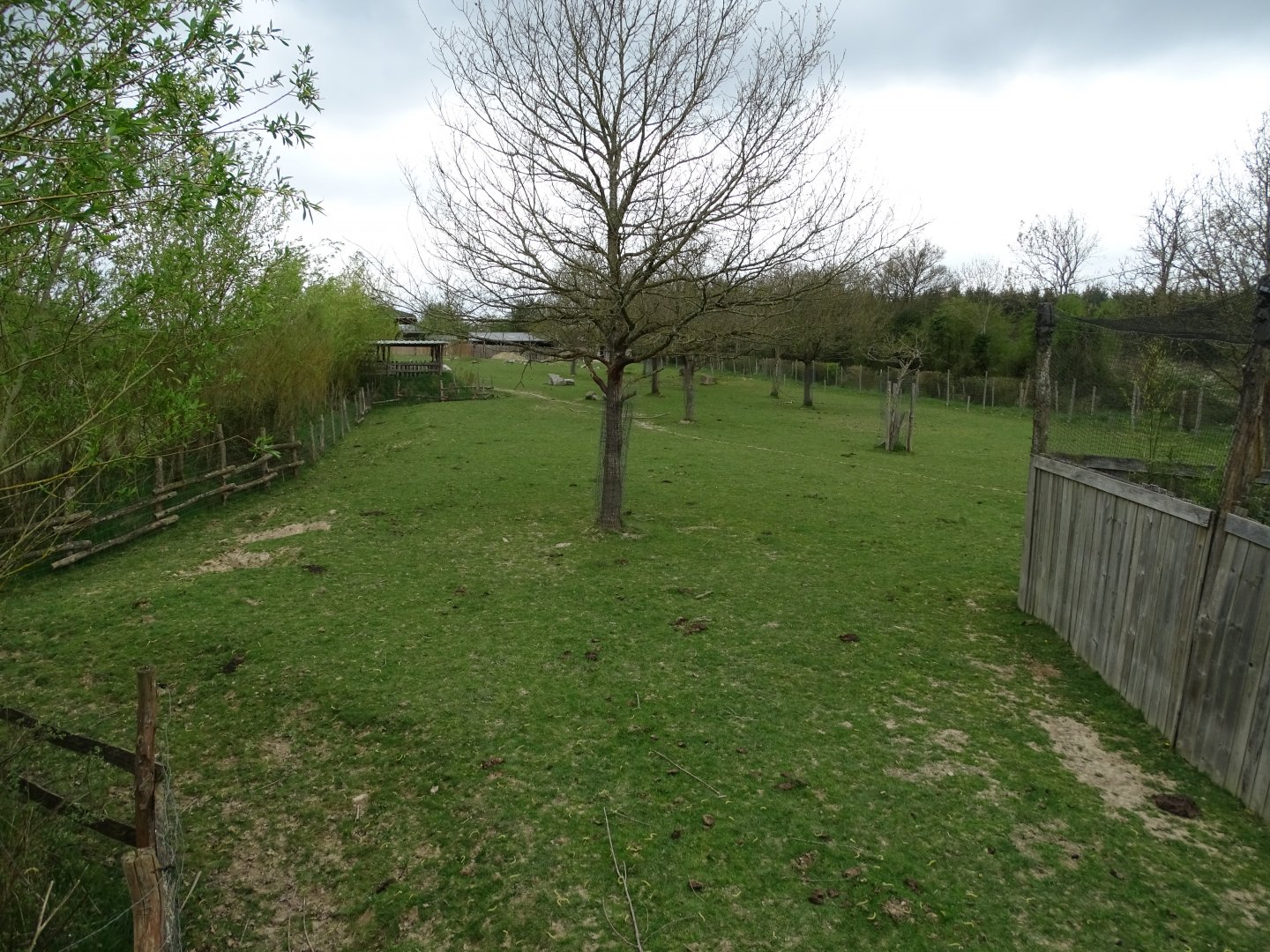 Common ostrich (Struthio camelus), Ankole-Watusi and Cameroon sheep exhibit - Parc animalier d'Ecouves