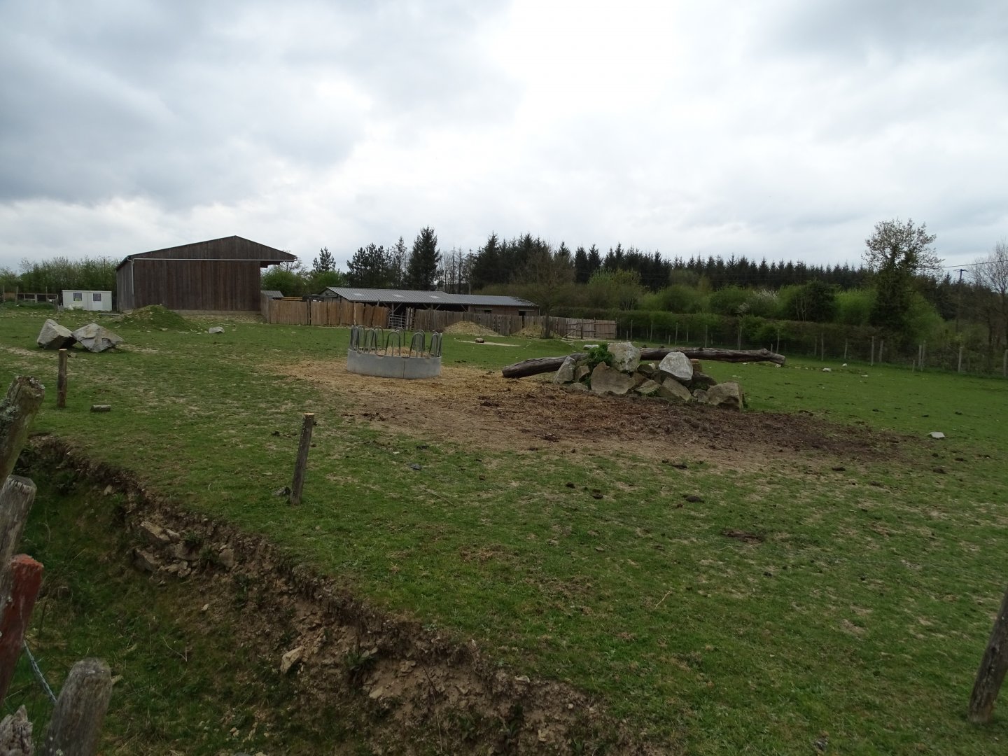 Common ostrich (Struthio camelus), Ankole-Watusi and Cameroon sheep exhibit - Parc animalier d'Ecouves