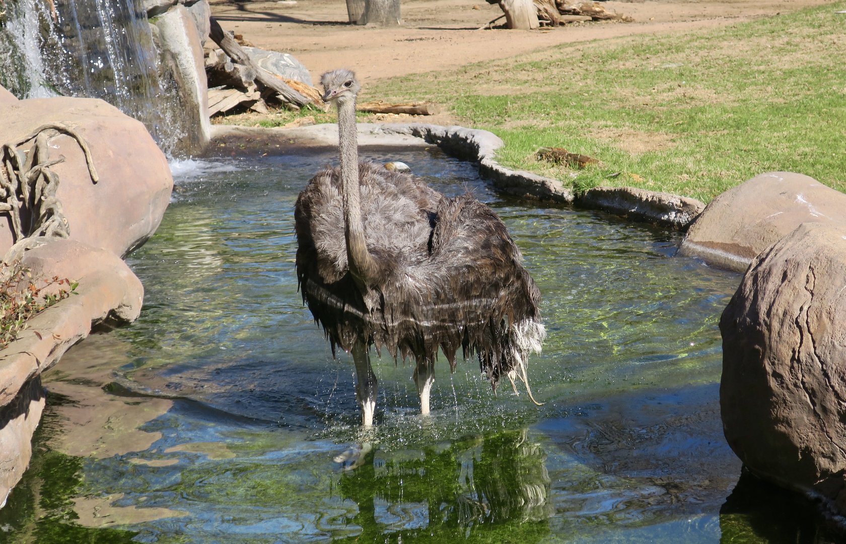 Common Ostrich (Struthio camelus) birdbath