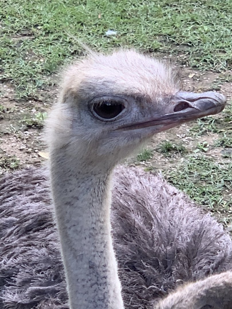 Common Ostrich (Struthio camelus) closeup