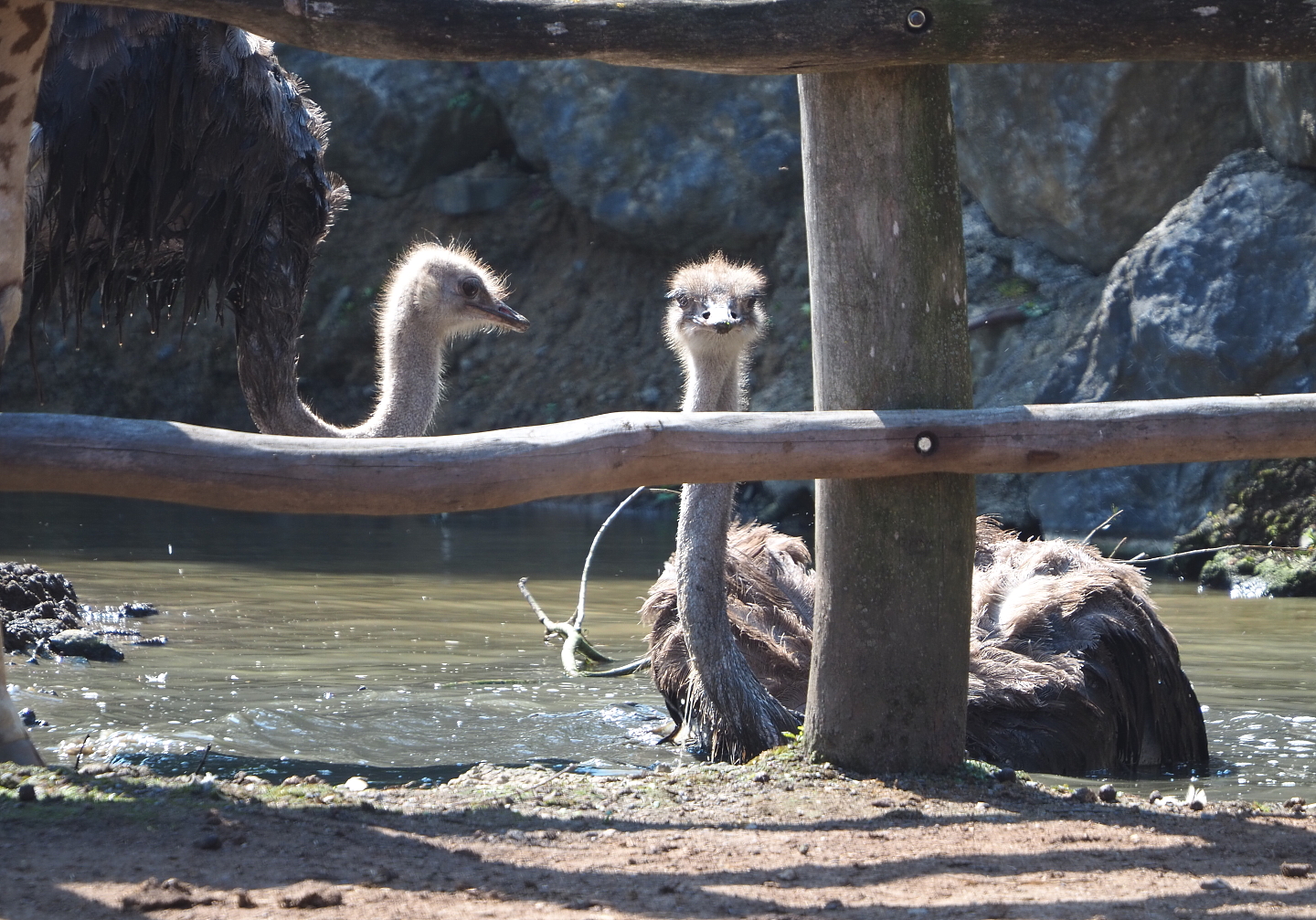 Common ostrich (Struthio camelus) in muddy pool, 2021-09-02
