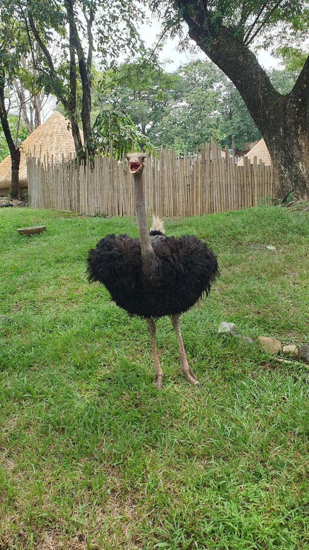 Common Ostrich (Struthio camelus) - Solo Safari